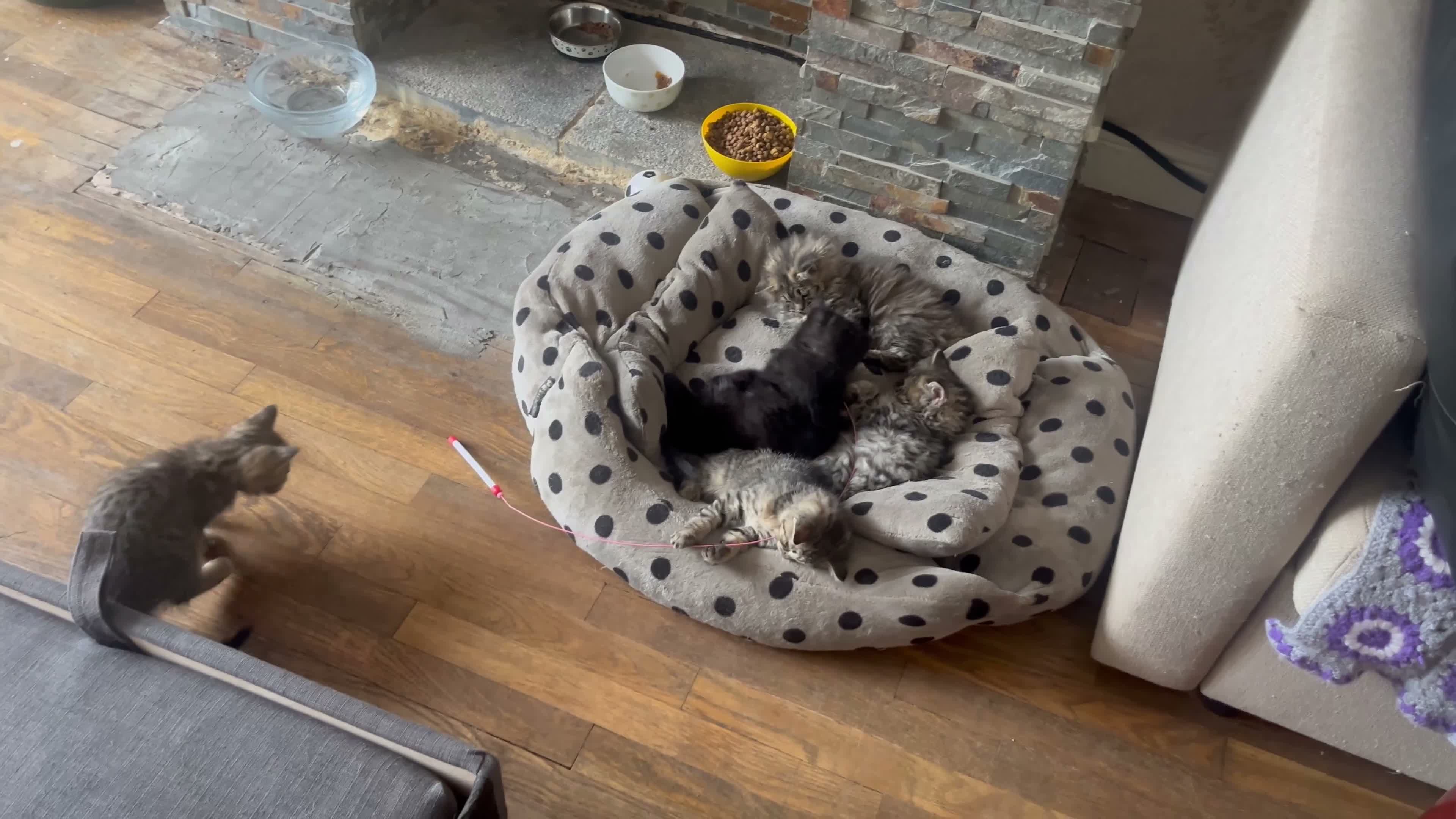 Persian cats for sale: Beautiful Persian X kittens for sale - Video 5