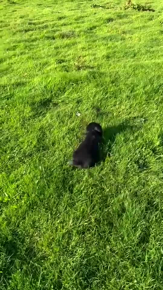 Cocker Spaniel dogs for sale: Kc reg working cocker spaniel pups - Video 1