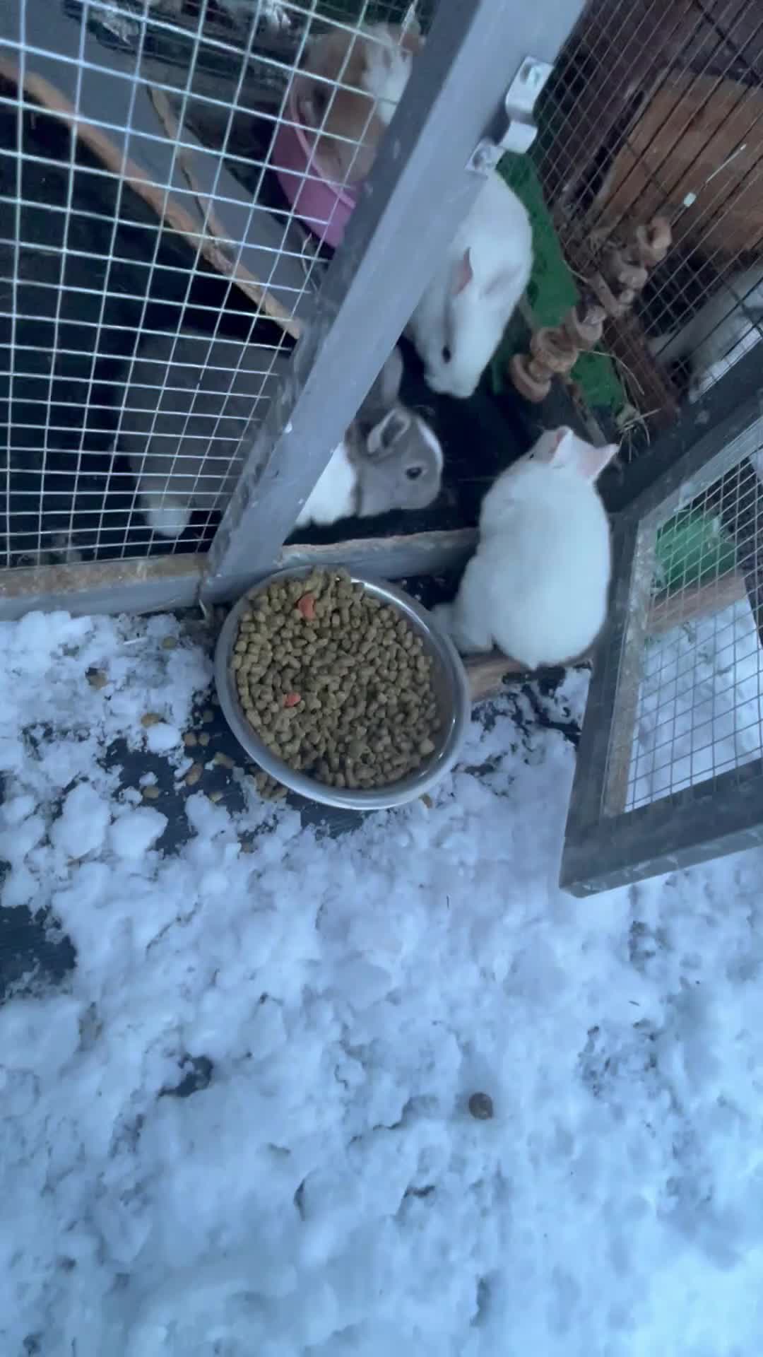 Mixed Breed rabbits for sale: Mini lop cross Dutch bunnies  - Video 1