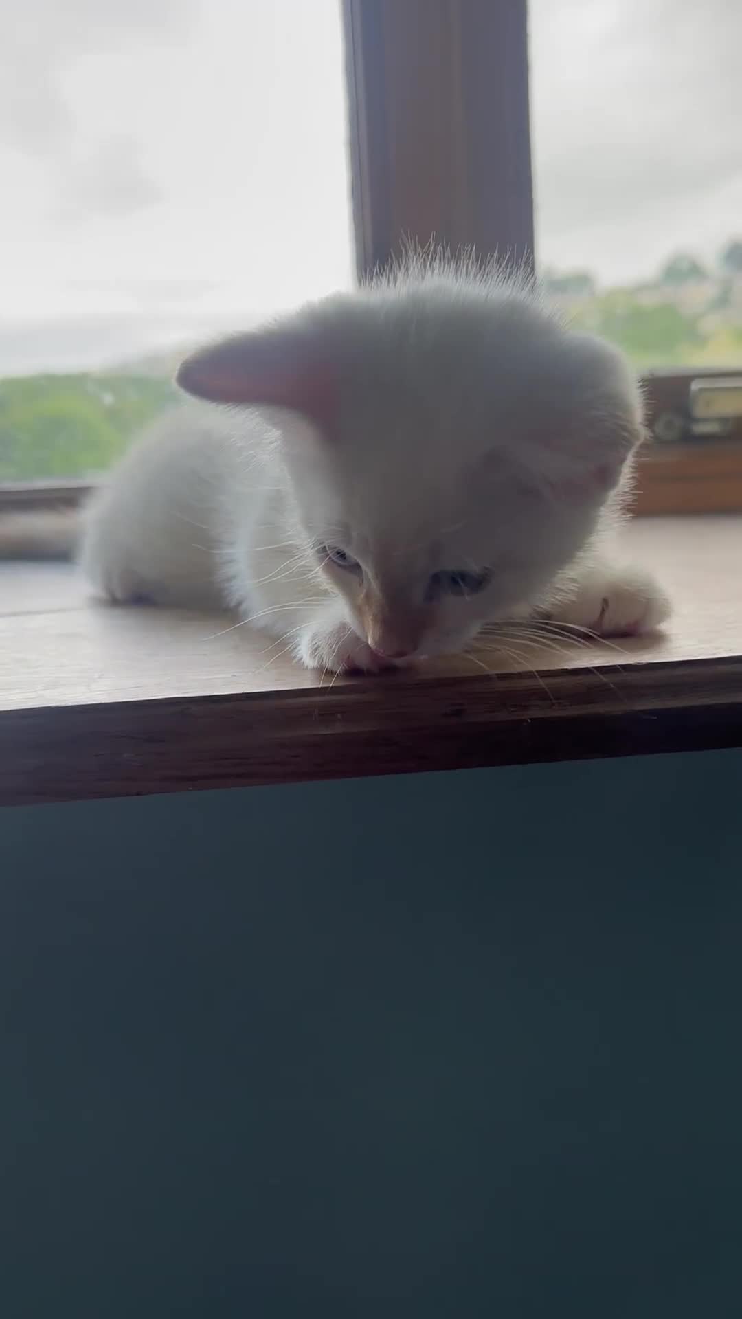 Mixed Breed cats for sale: Male Kitten for sale!  - Video 1