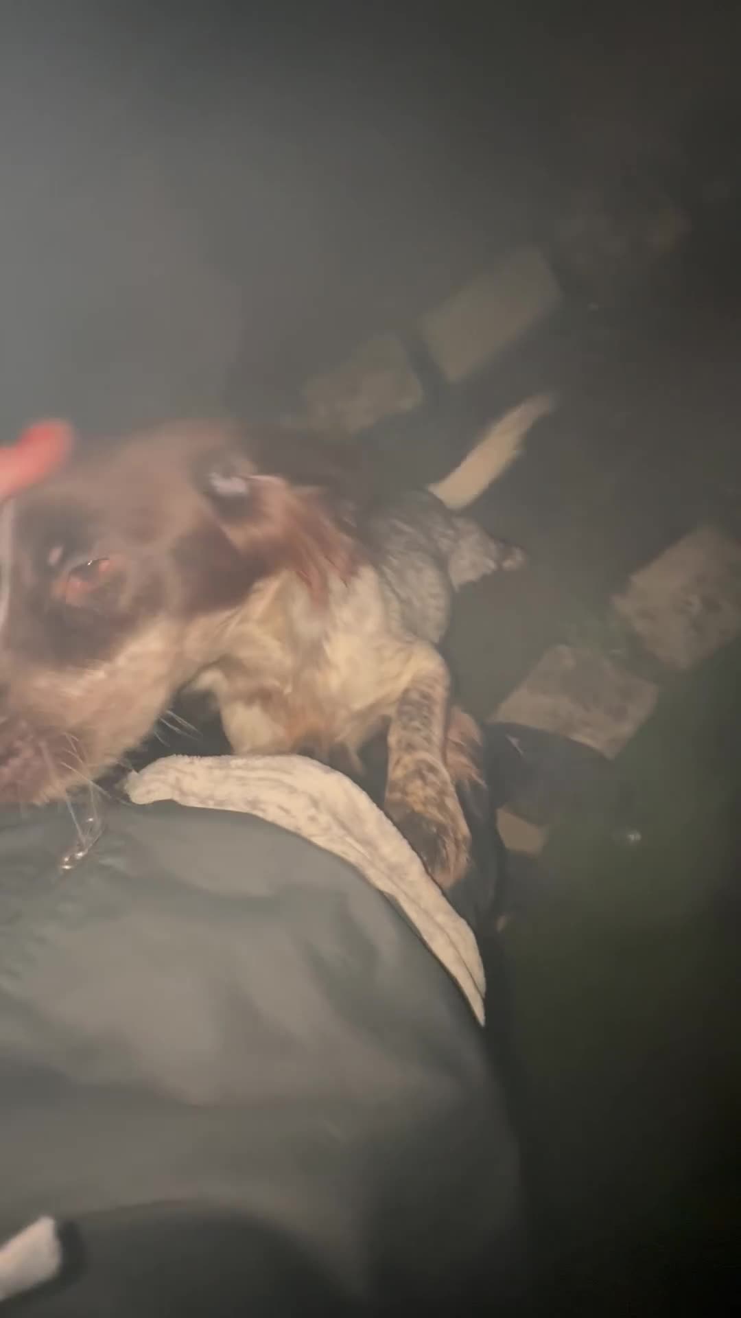 Cocker Spaniel dogs for sale: 1 kc cocker spaniel Bracken available  - Video 1