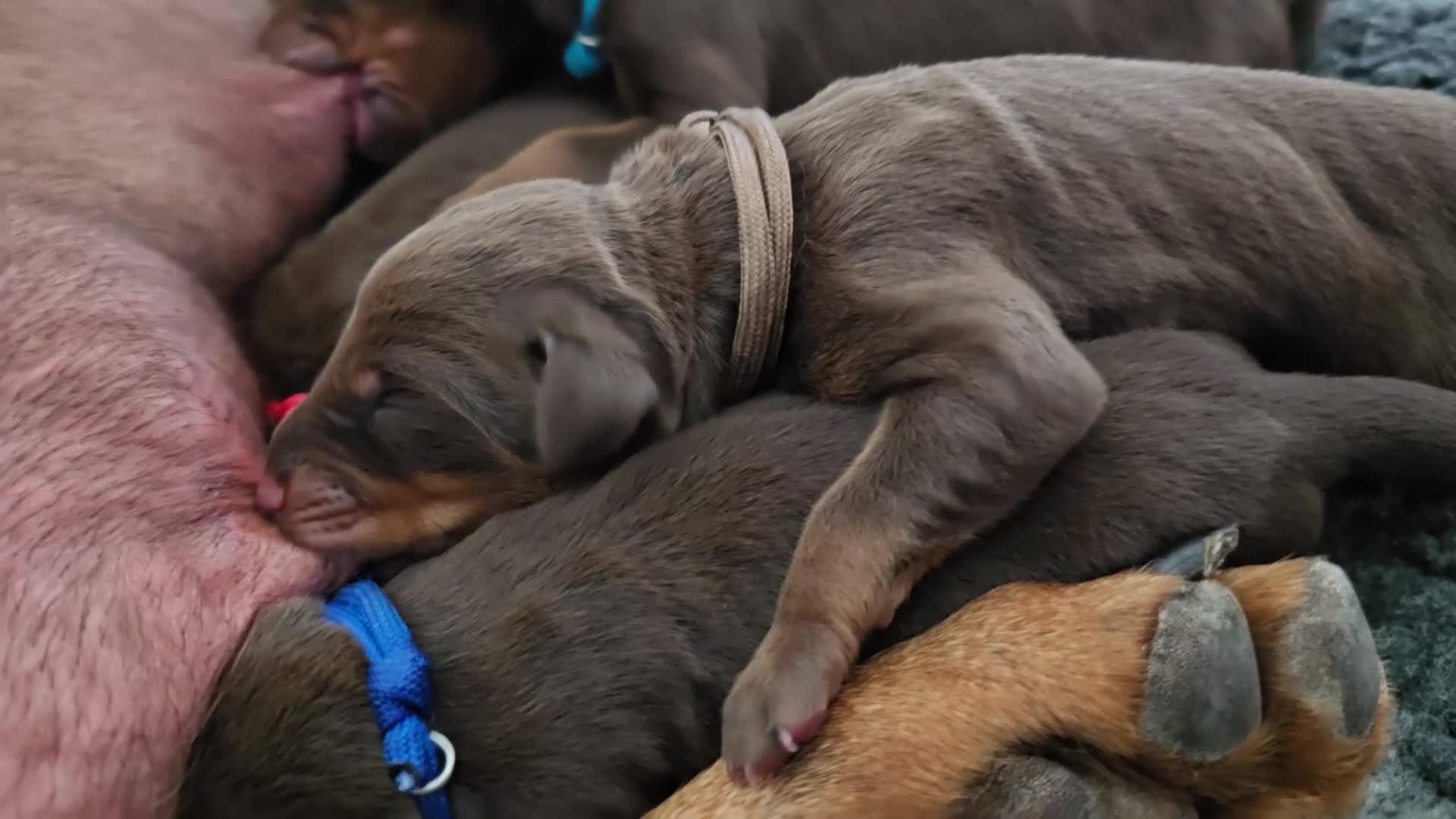 Dobermann dogs for sale: *HEALTH TESTED,HOME REARED,STUNNING DOBERMAN PUPS - Video 2