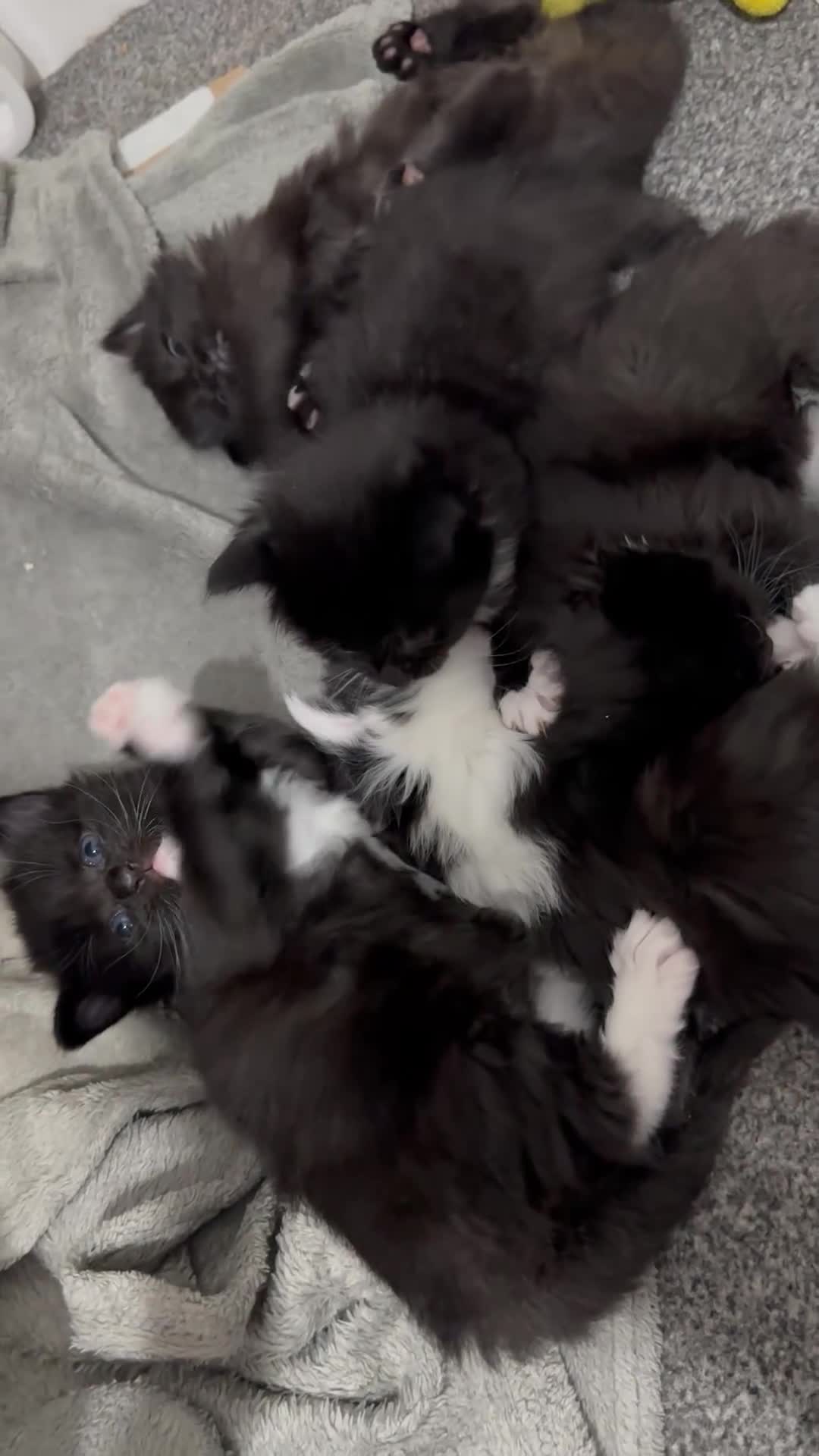 Siberian cats for sale: 5 Siberian Kittens & Mother Cat Available - Video 1