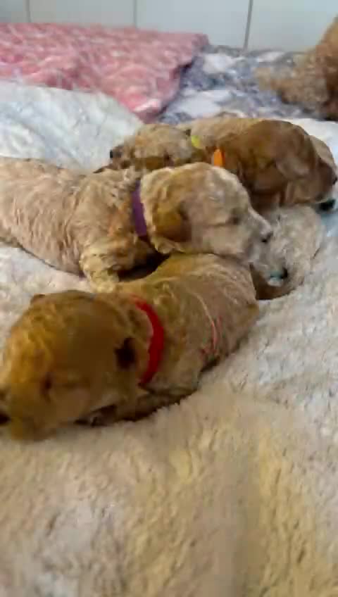 Maltipoo dogs for sale: 🌟Stunning Litter of Teddy🧸DNA tested Maltipoos  - Video 1