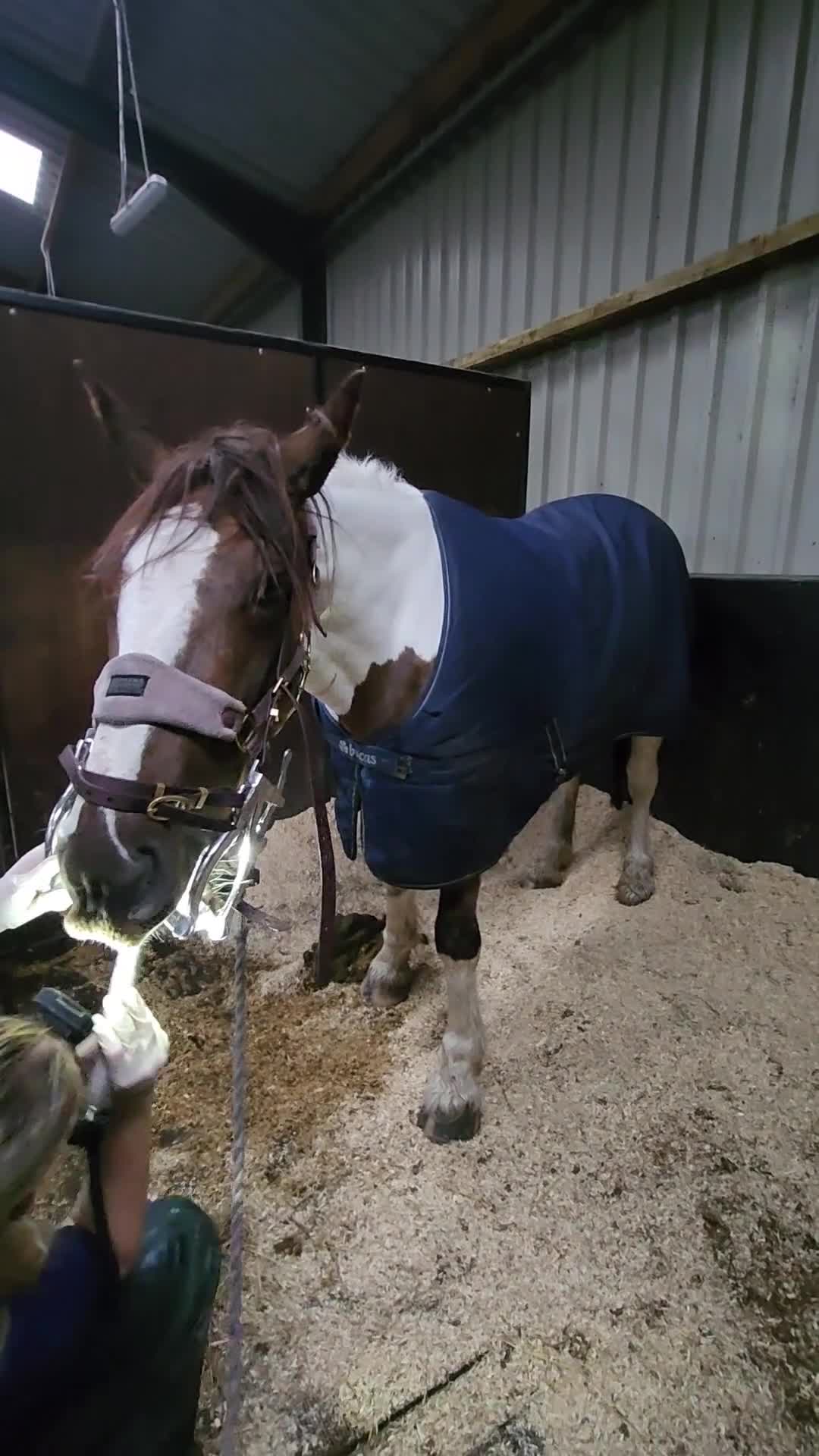 Irish Sports horses for sale: Beautiful irish mare, fab allrounder - Video 3