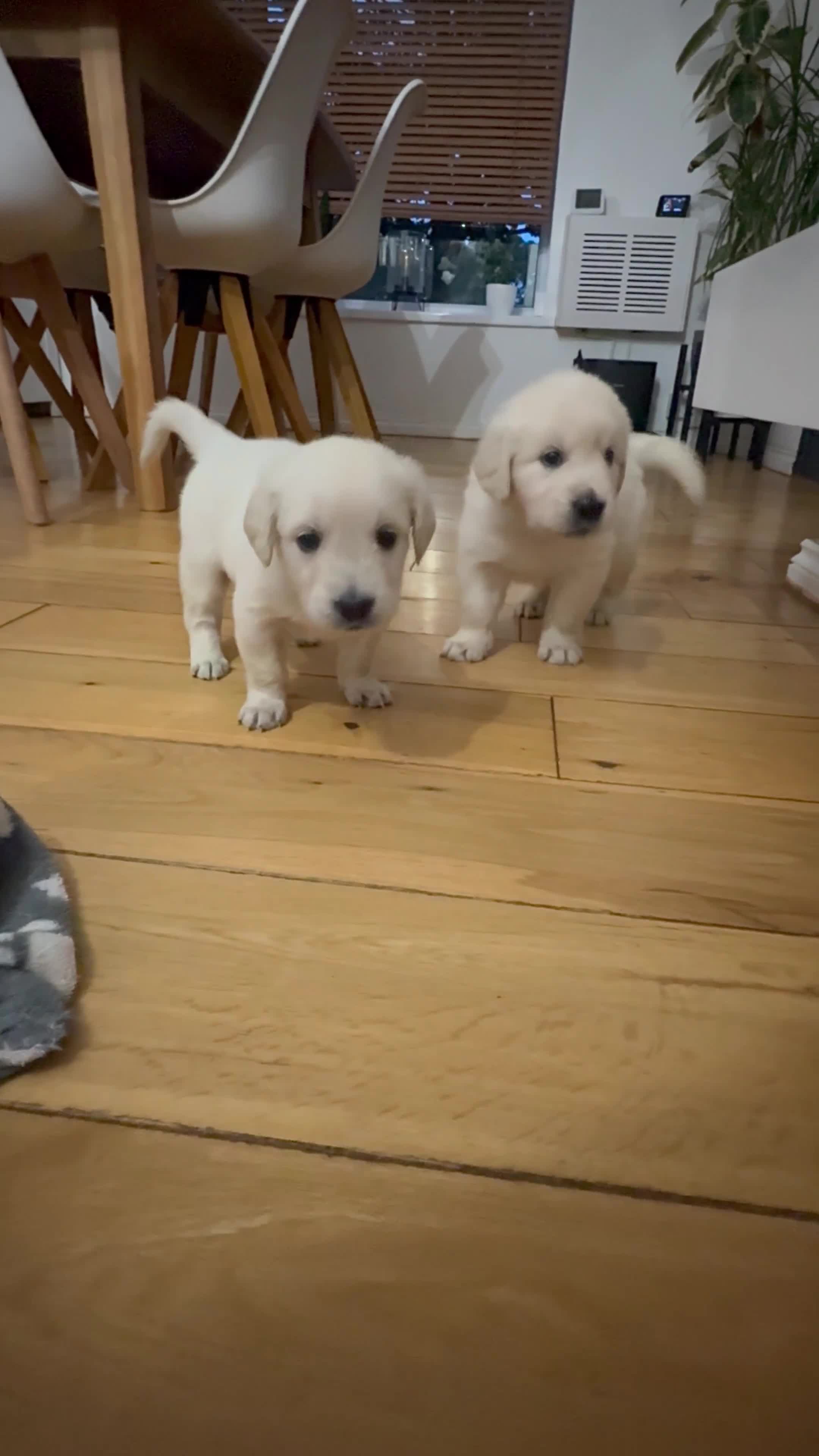 Golden Retriever dogs for sale: 1 LEFT *Ready to Go* Golden Retriever puppies 🐾 - Video 1