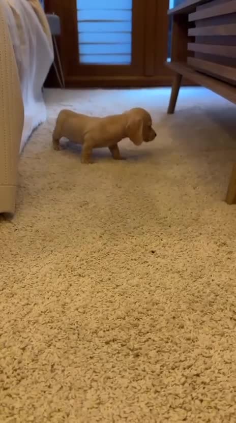 Miniature Dachshund dogs for sale: KC Cream Smooth Miniature Dachshunds - Video 1
