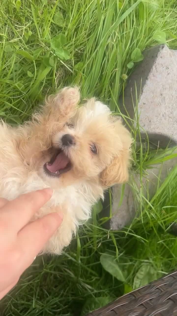 Maltipoo dogs for sale: 🌟 **Adorable Maltipoo Puppies!** 🌟  - Video 3