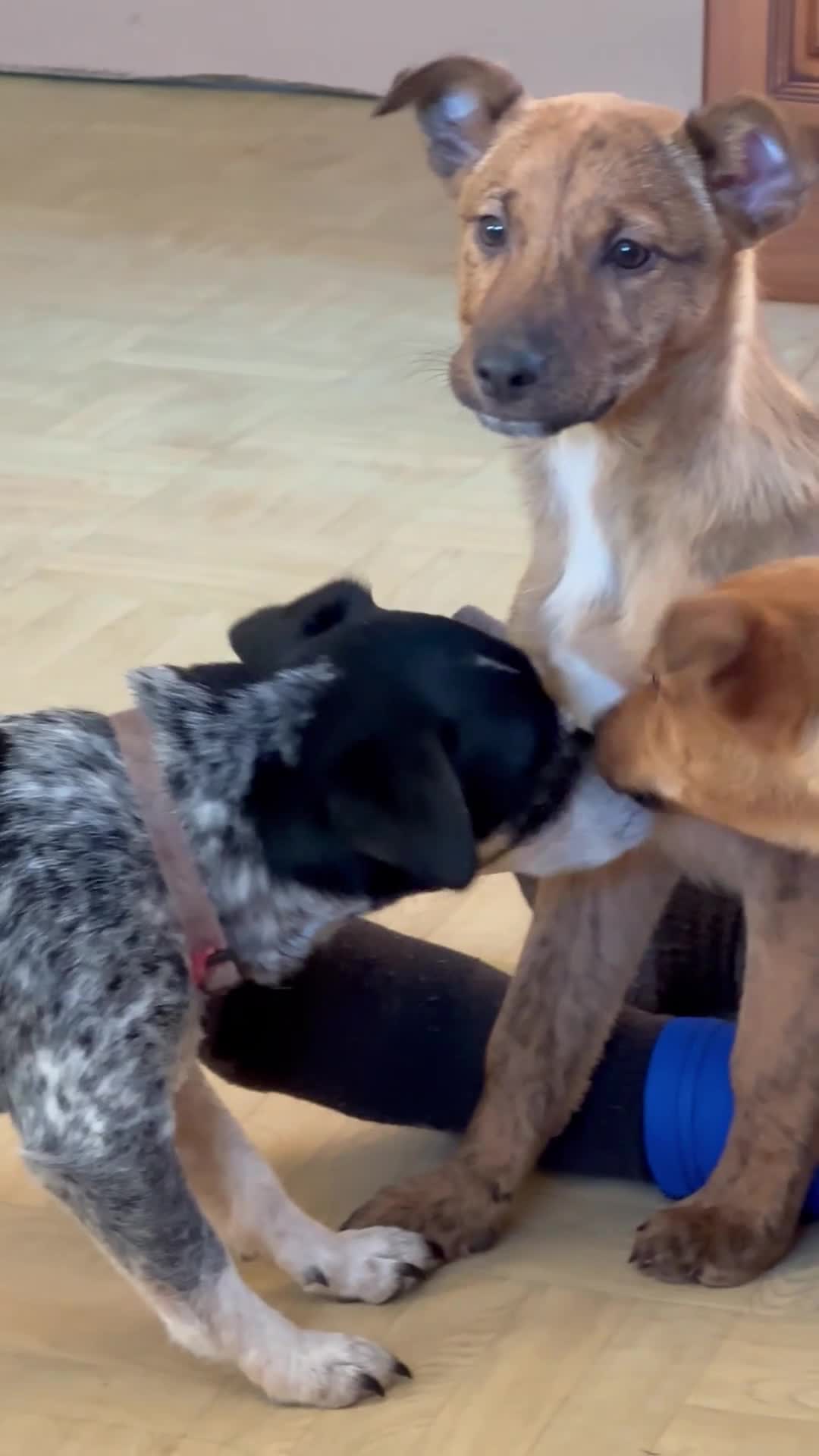 Mixed Breed dogs for sale: Kelpie x Collie puppies - Video 1