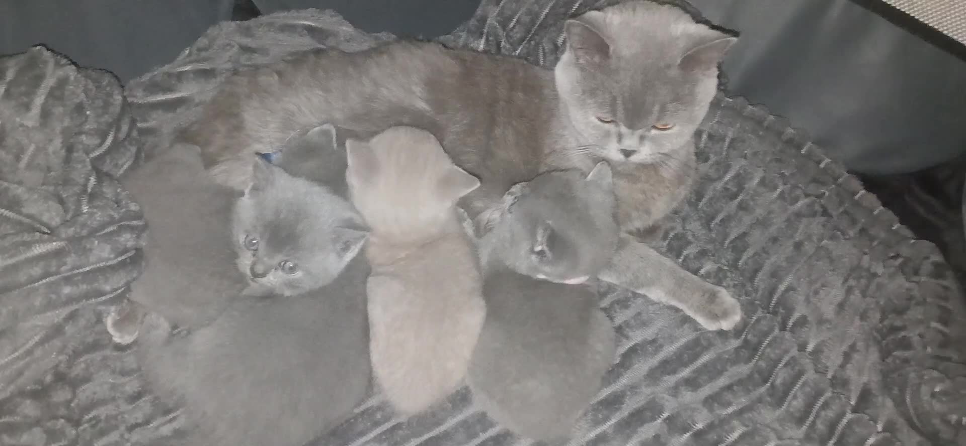 British Shorthair cats for sale: Pedigree British shorthair - Video 4