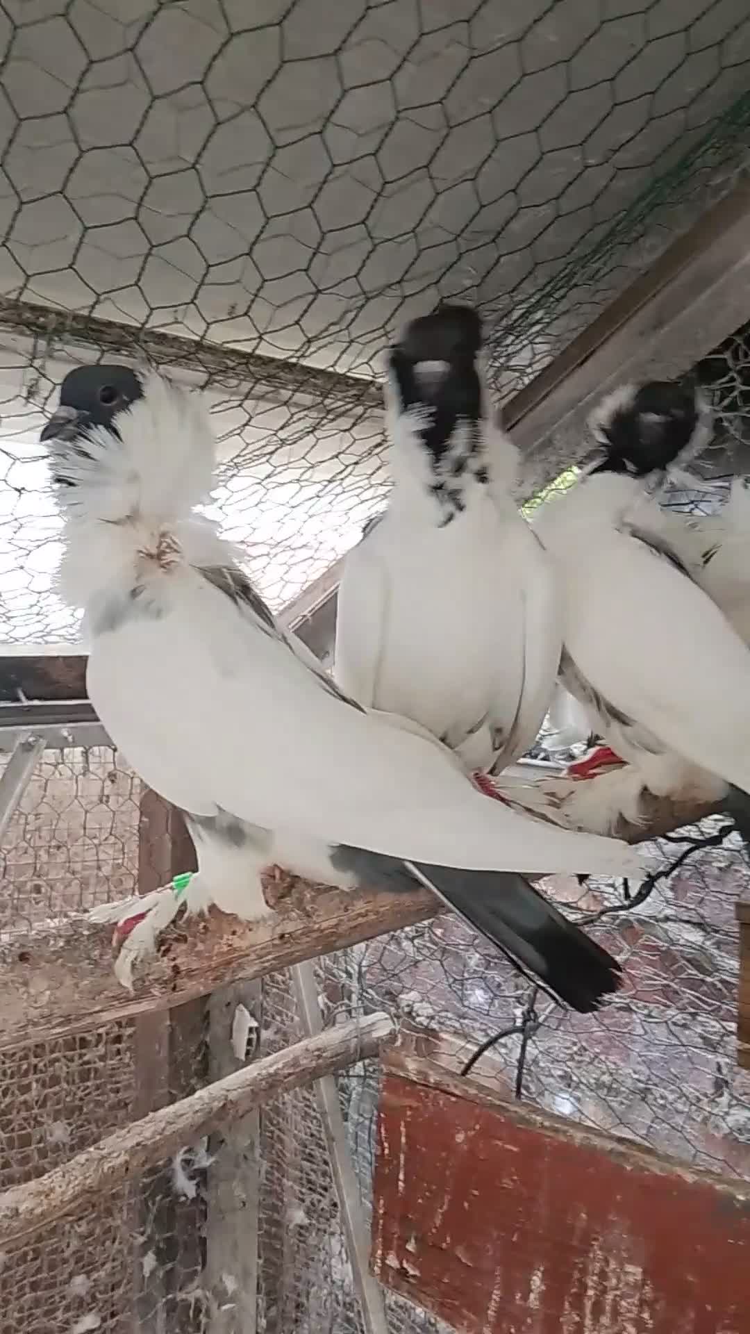 Pigeons birds for sale: Pigeon for sale - Video 1