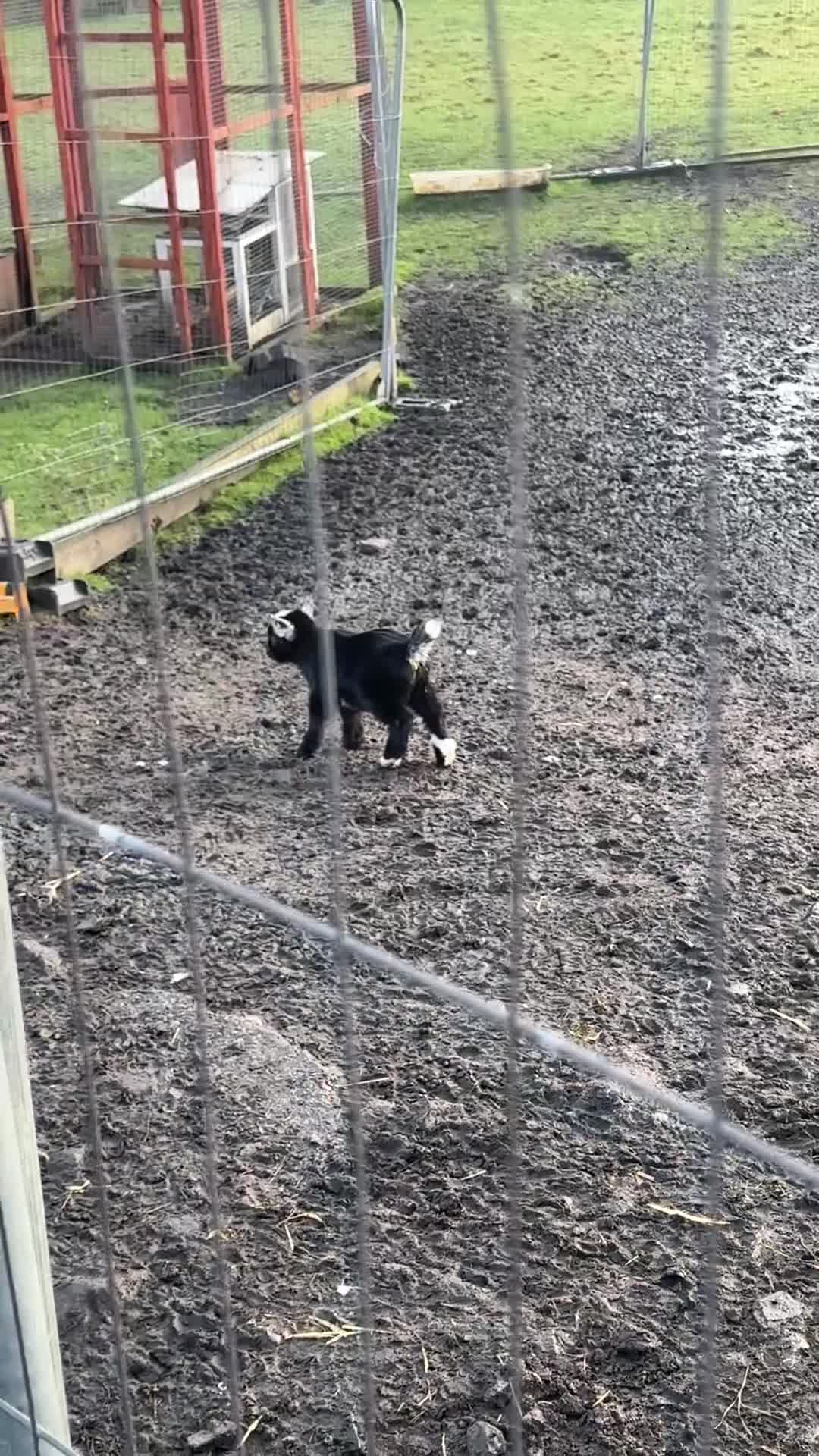 Goats livestock for sale: Pygmy goat wethering - Video 4