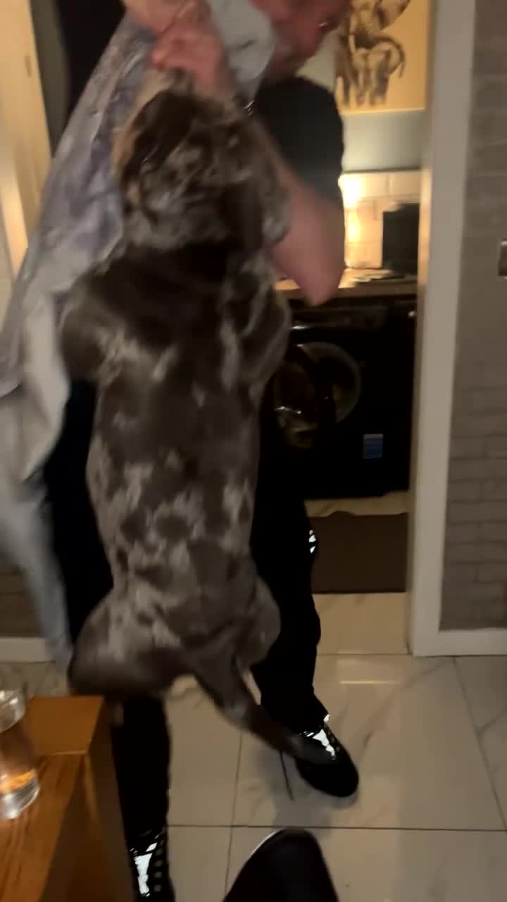 American Bulldog dogs for stud: Pocket bully for stud  - Video 1