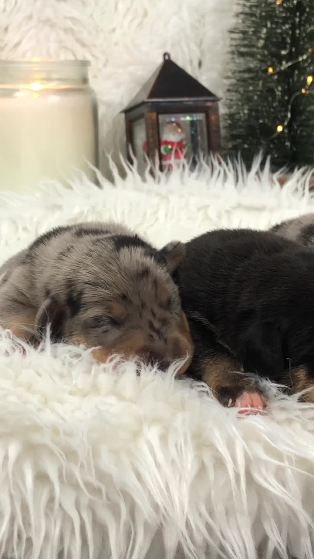 Miniature Dachshund dogs for sale: Ready to leave 20th of December🥰🐾 - Video 1