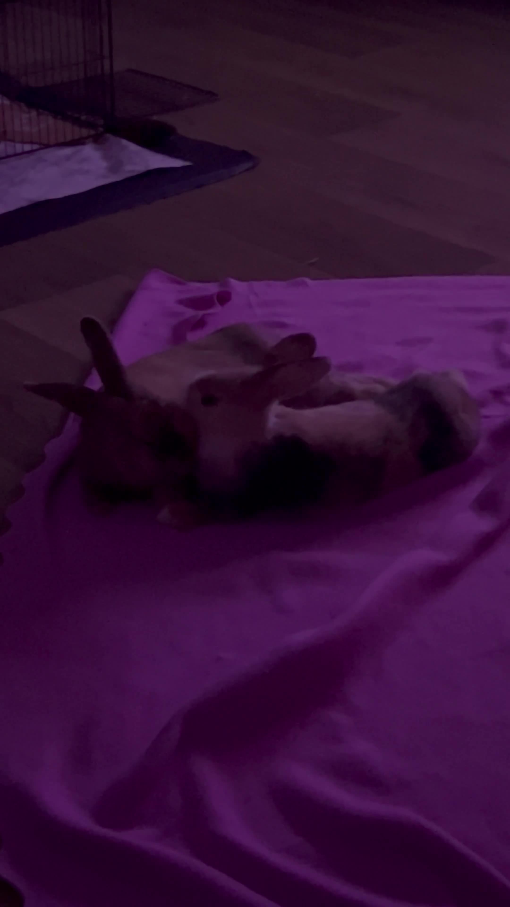 Mixed Breed rabbits for sale: Sister rabbits looking for a new home - Video 1