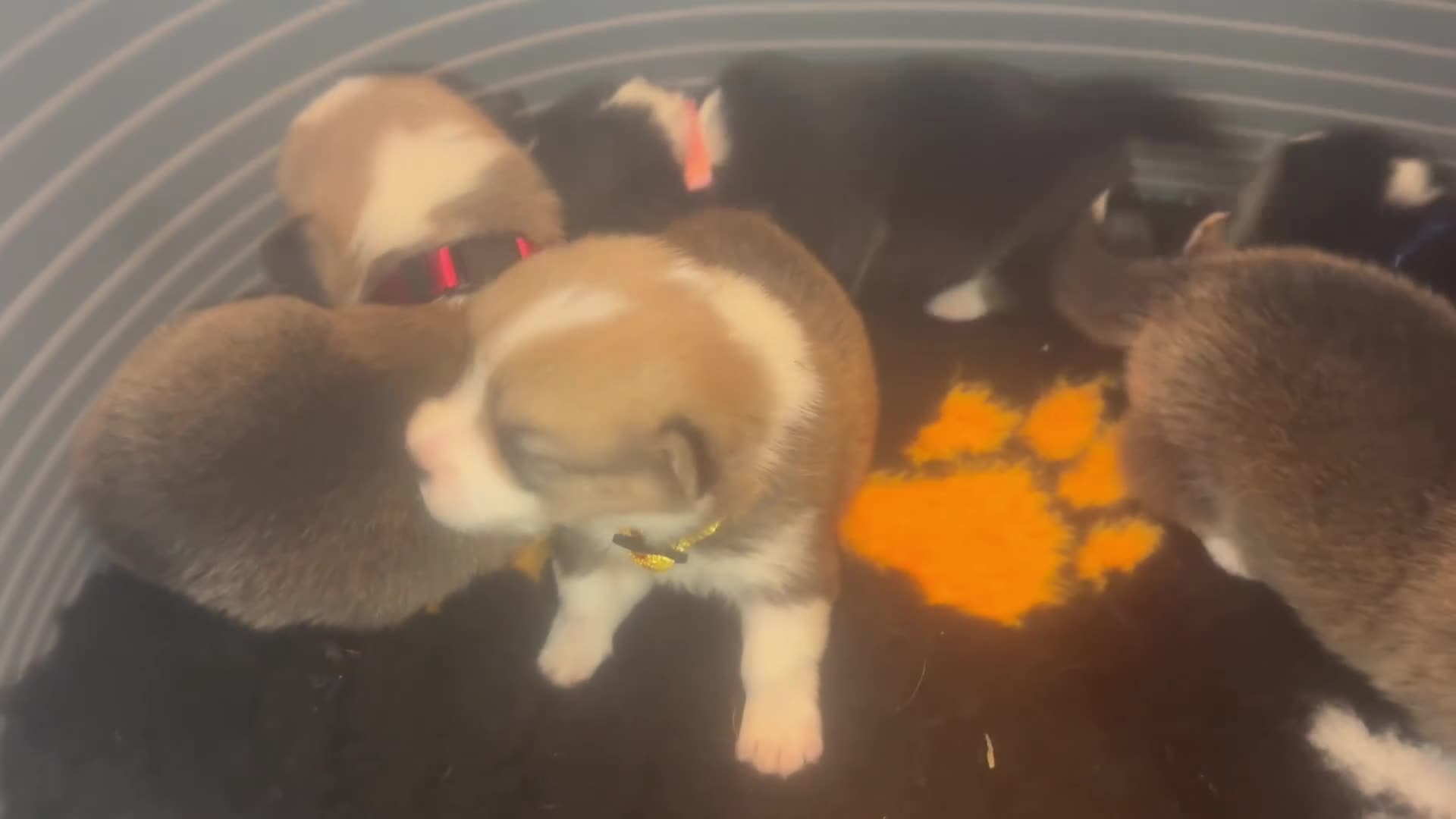 Welsh Corgi Pembroke dogs for sale: Kc pembroke corgi puppies - Video 4