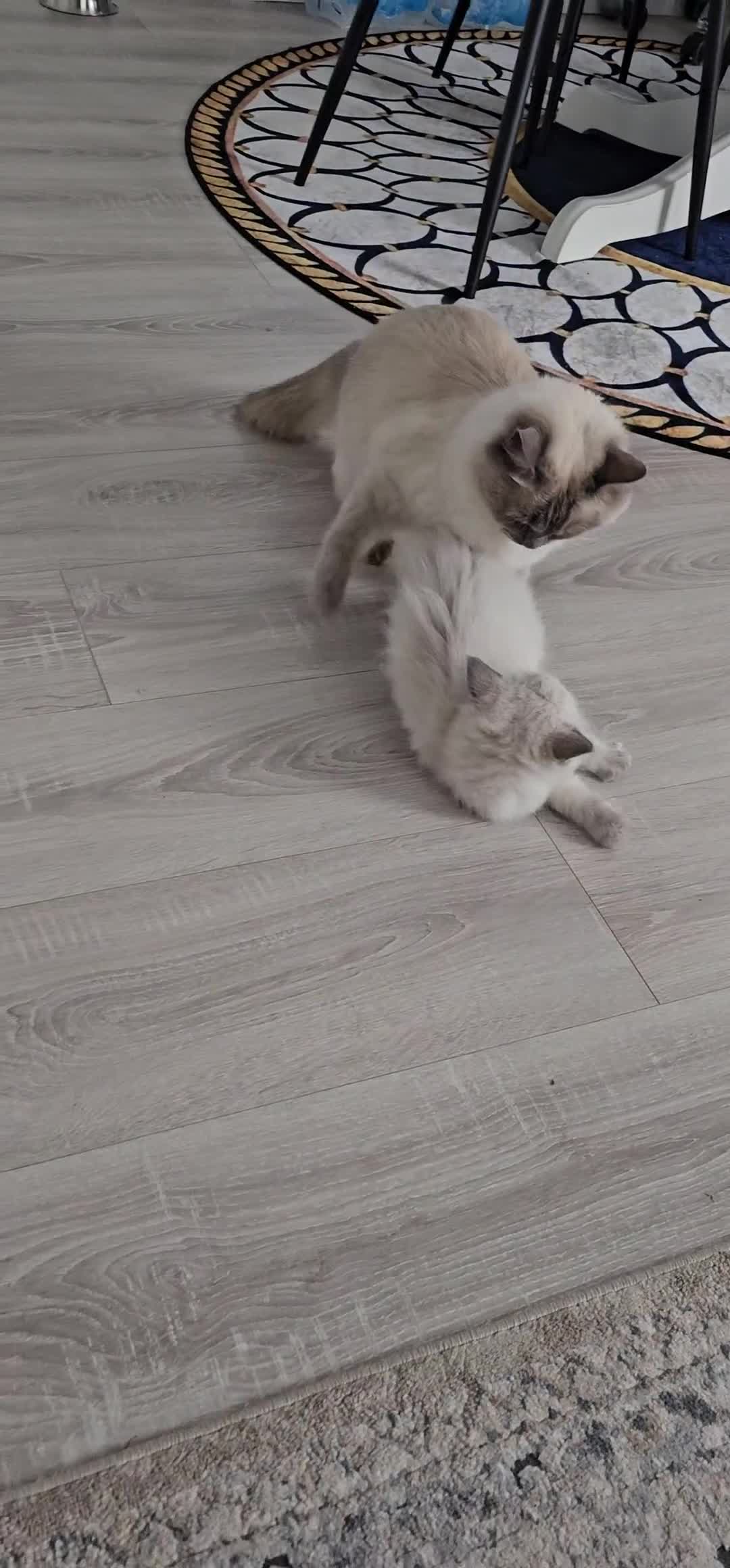 Ragdoll cats for sale: 3 Beautiful Ragdoll Kittens Ready for New Homes in Goole - Video 1