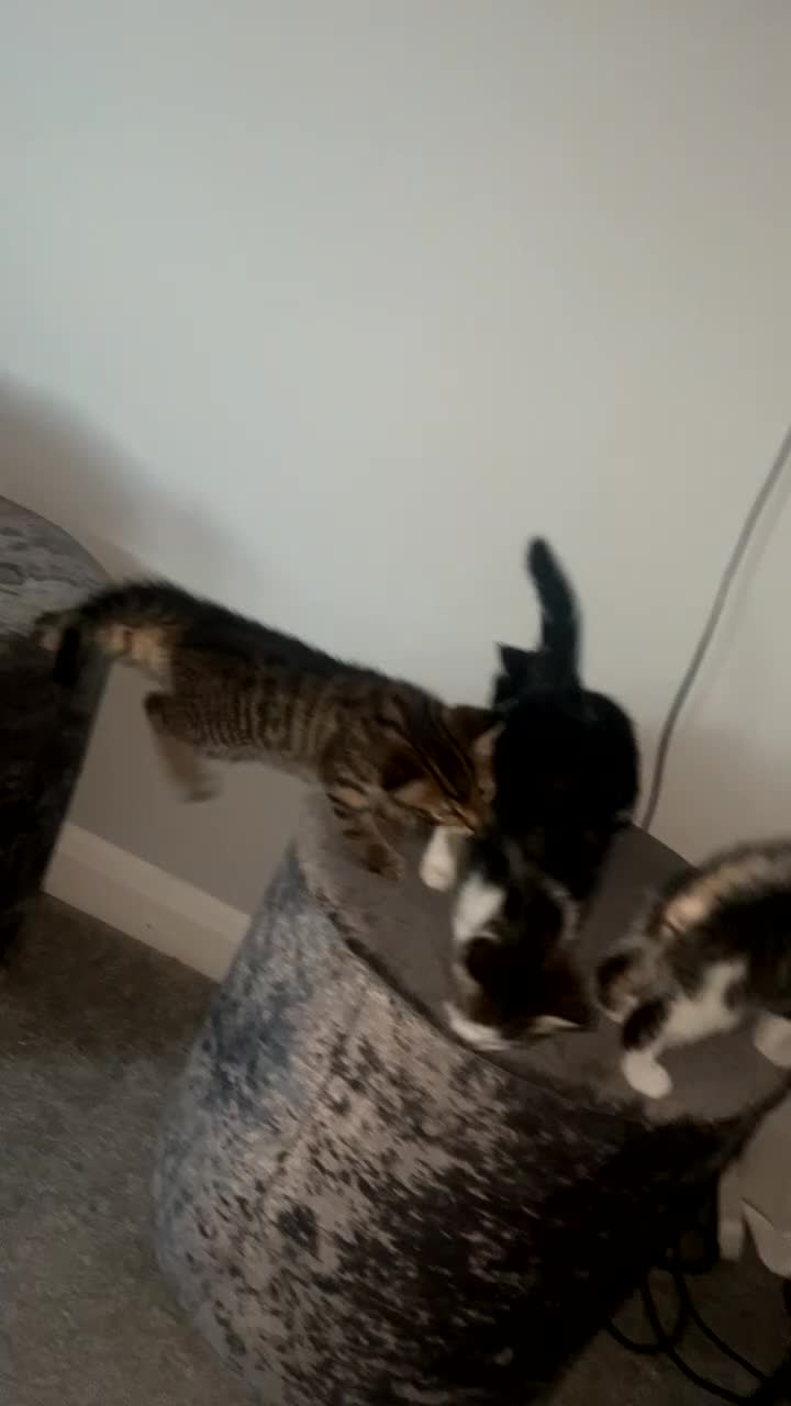 Mixed Breed cats for sale: Kittens  - Video 2