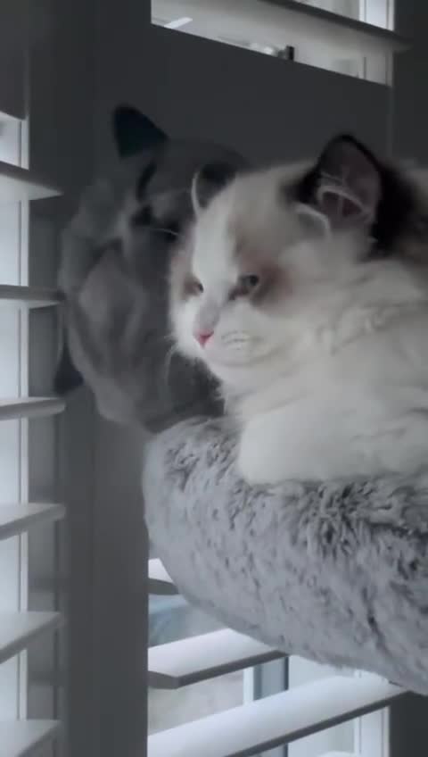 Ragdoll cats for sale: Two Show-Quality Cats Seeking Loving Homes - Video 1