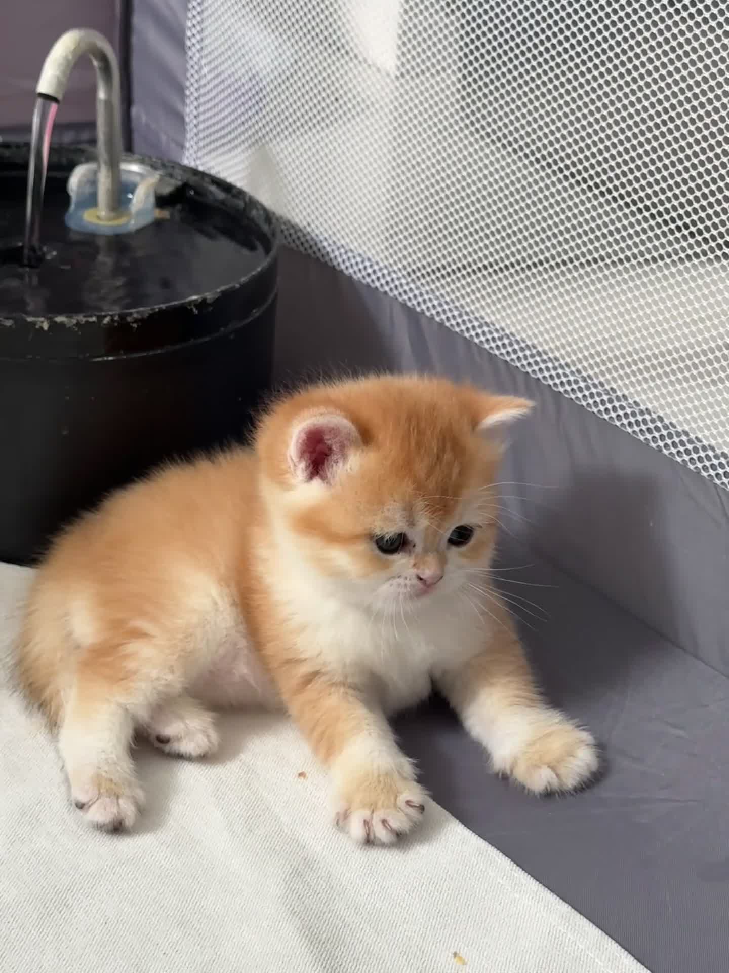 British Shorthair cats for sale: Golden shaded British Shorthair kittens Teddies  - Video 4