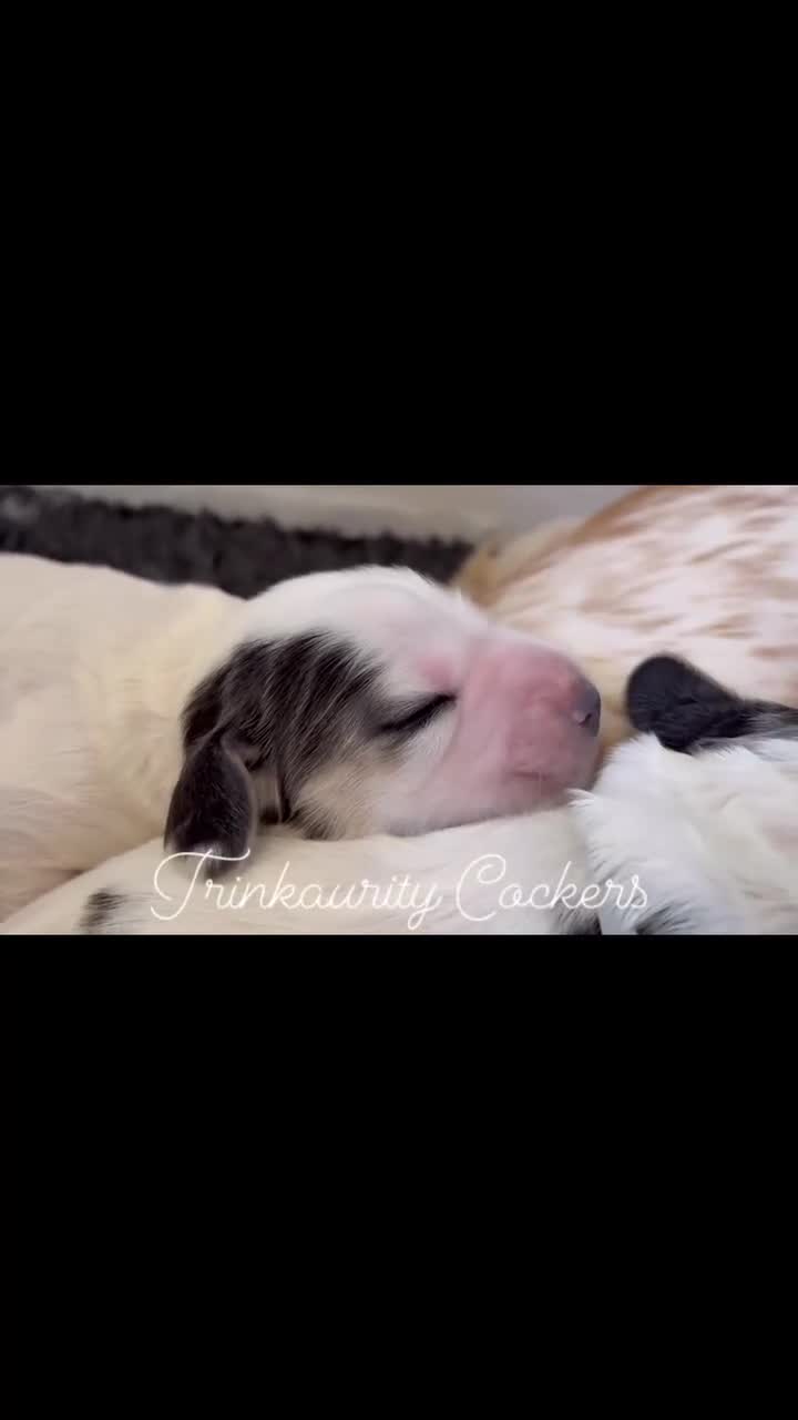 Cocker Spaniel dogs for sale: KC Reg; Home Raised; Low COI; DNA CLEAR; Show Type - Video 3