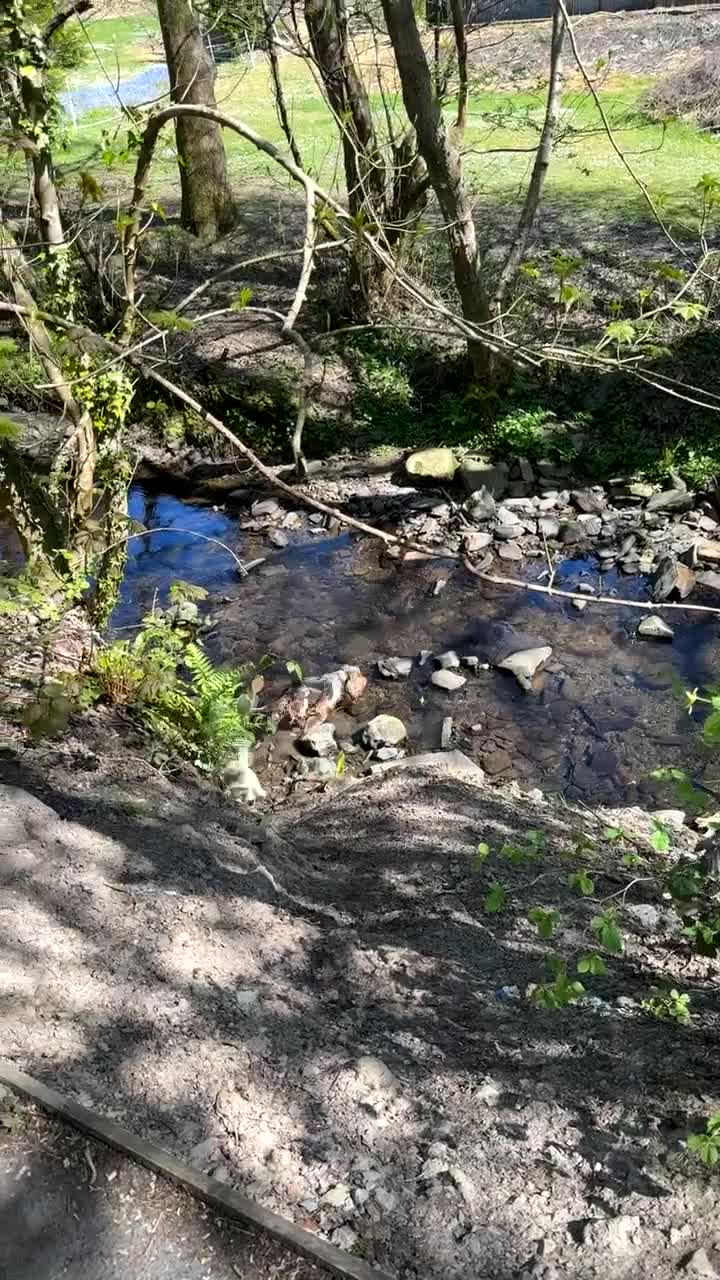 Mixed Breed dogs for sale: Rupert 🐶💙 - Video 1