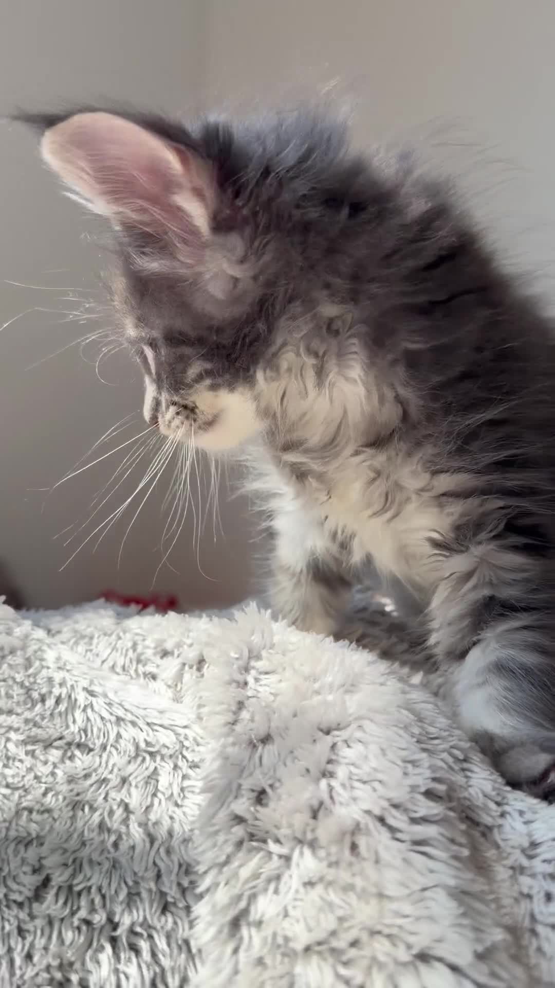Maine Coon cats for sale: Long faced Maine Coon Kittens - Video 2