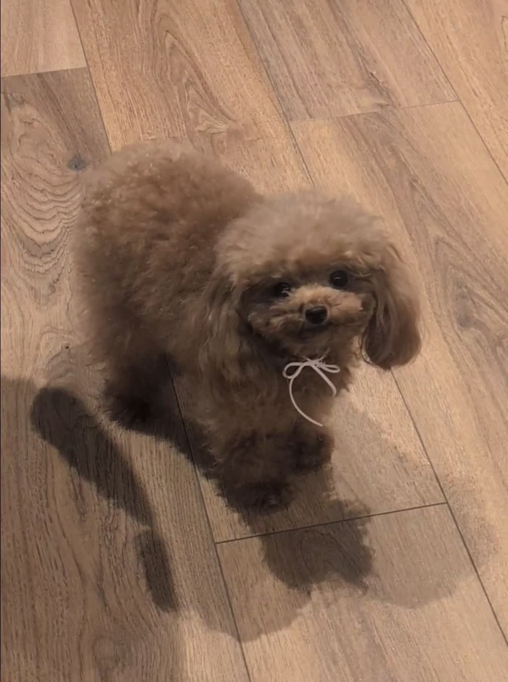 Toy Poodle dogs for sale: Sweet tiny Asian teacup poole- fully grown - Video 2