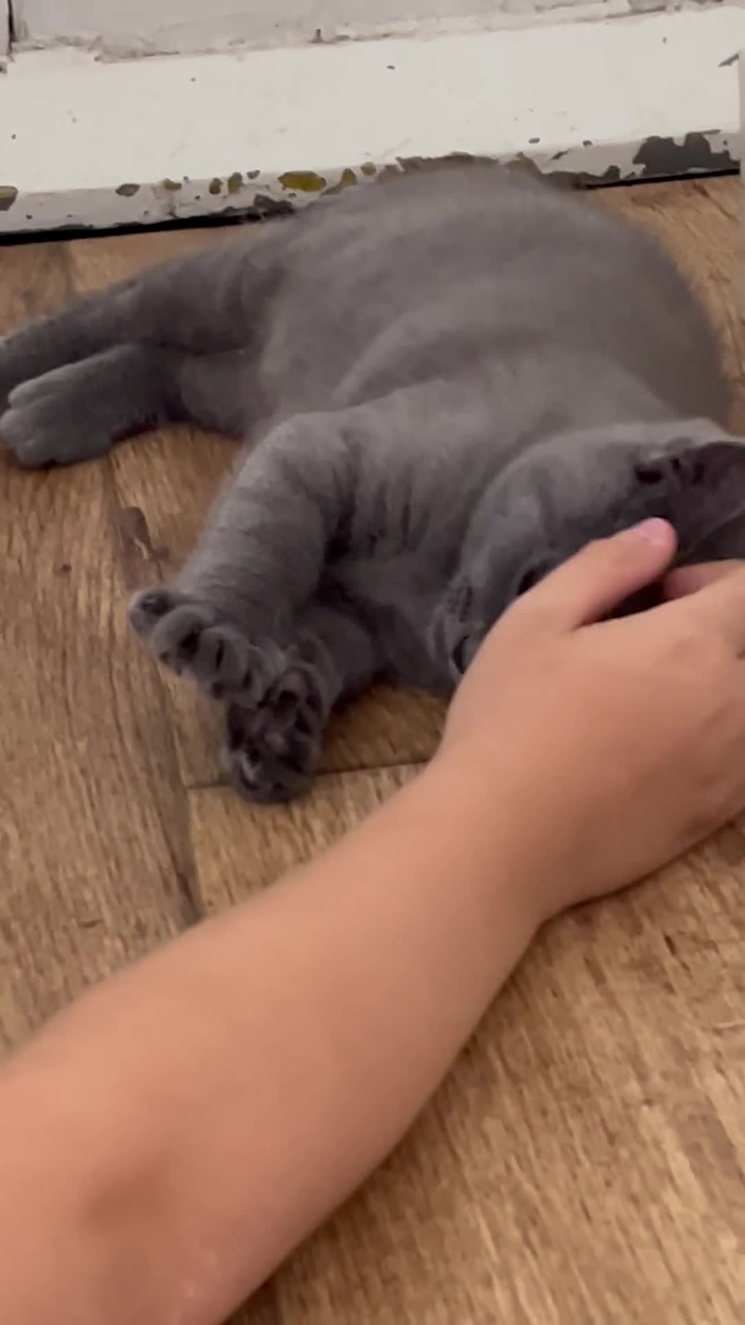 British Shorthair cats for sale: Blue boy kitten  - Video 1
