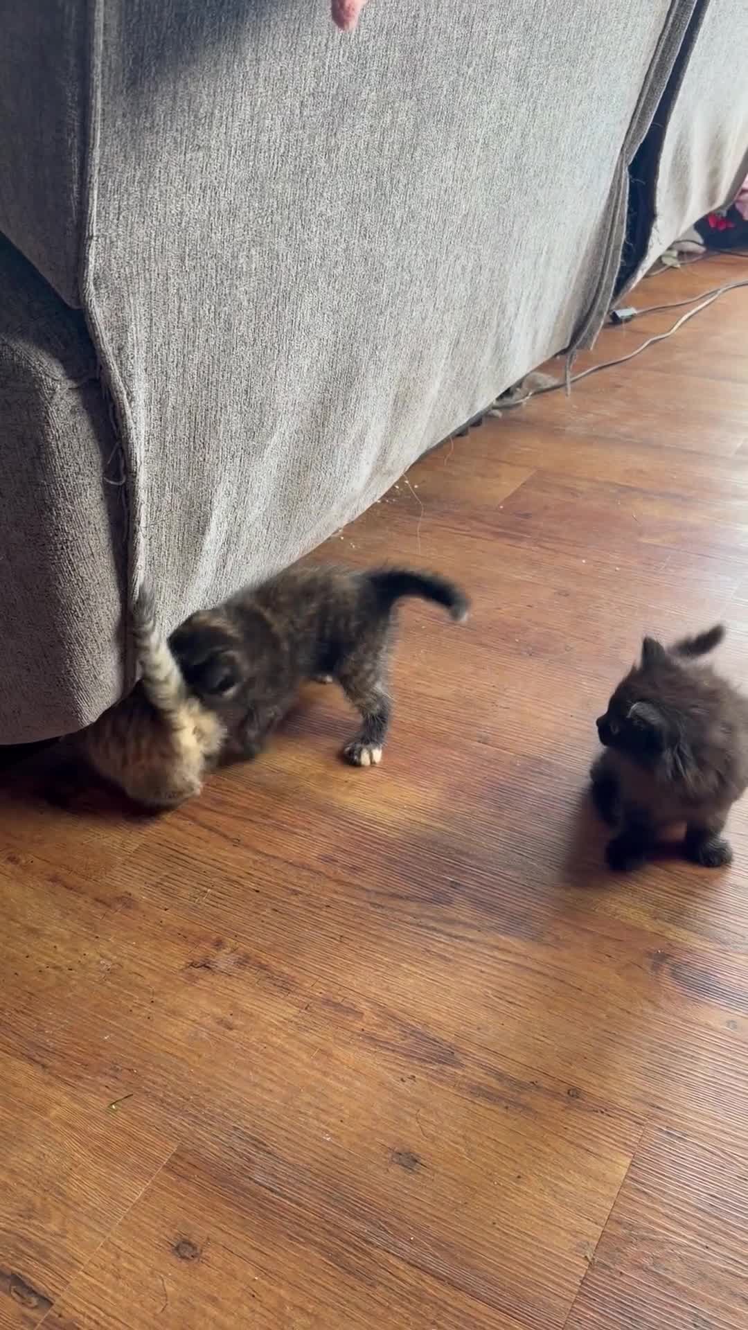 Mixed Breed cats for sale: Mixed ragdoll kittens  - Video 2