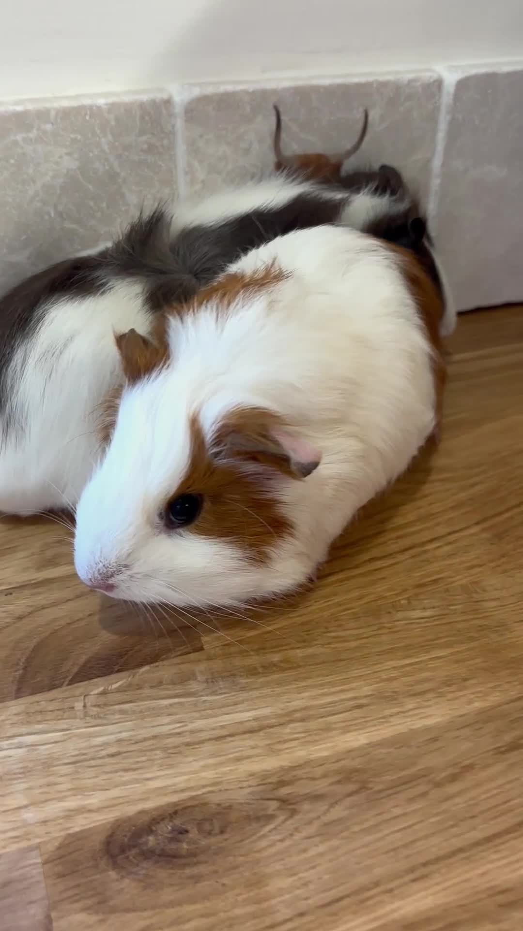 Guinea Pig rodents for sale: Two beautiful guinea pig girls  - Video 3