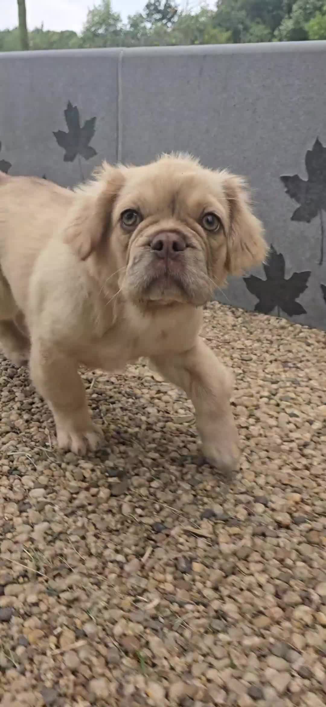 French Bulldog dogs for sale: full fluffy frenchy pups - Video 2