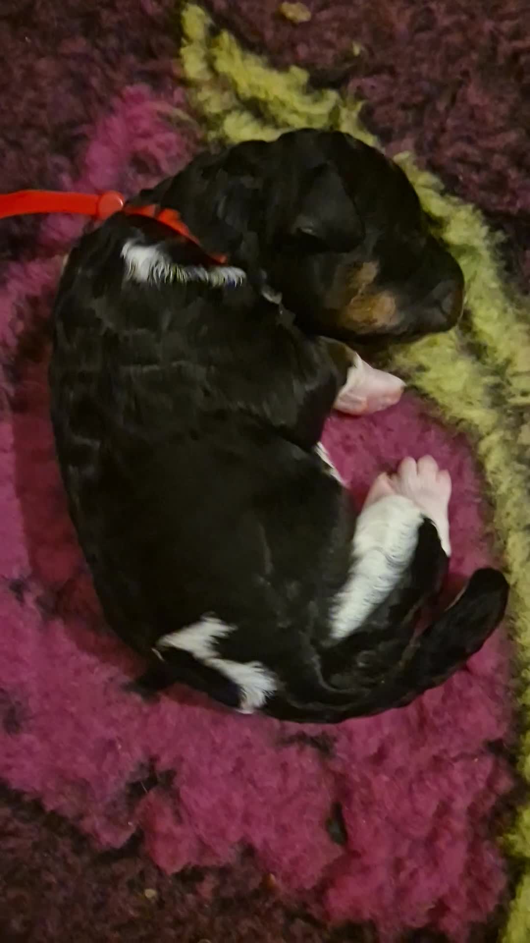 Standard Poodle dogs for sale: Beautiful KC registered parti tris - Video 2