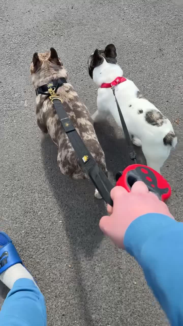 French Bulldog dogs for stud: Patch full Merle French bulldog  in Croydon - Video 1
