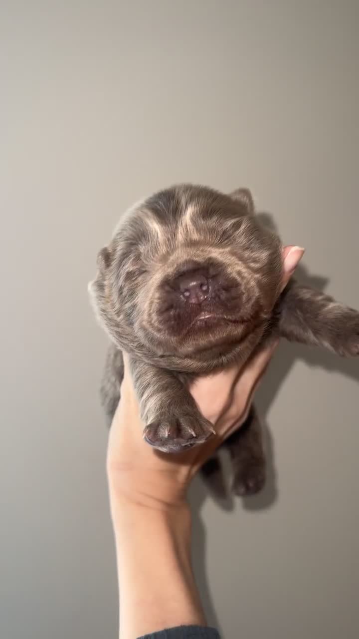 Chow Chow dogs for sale: Lilac Merle and lilac chow chow puppies for sale  - Video 3