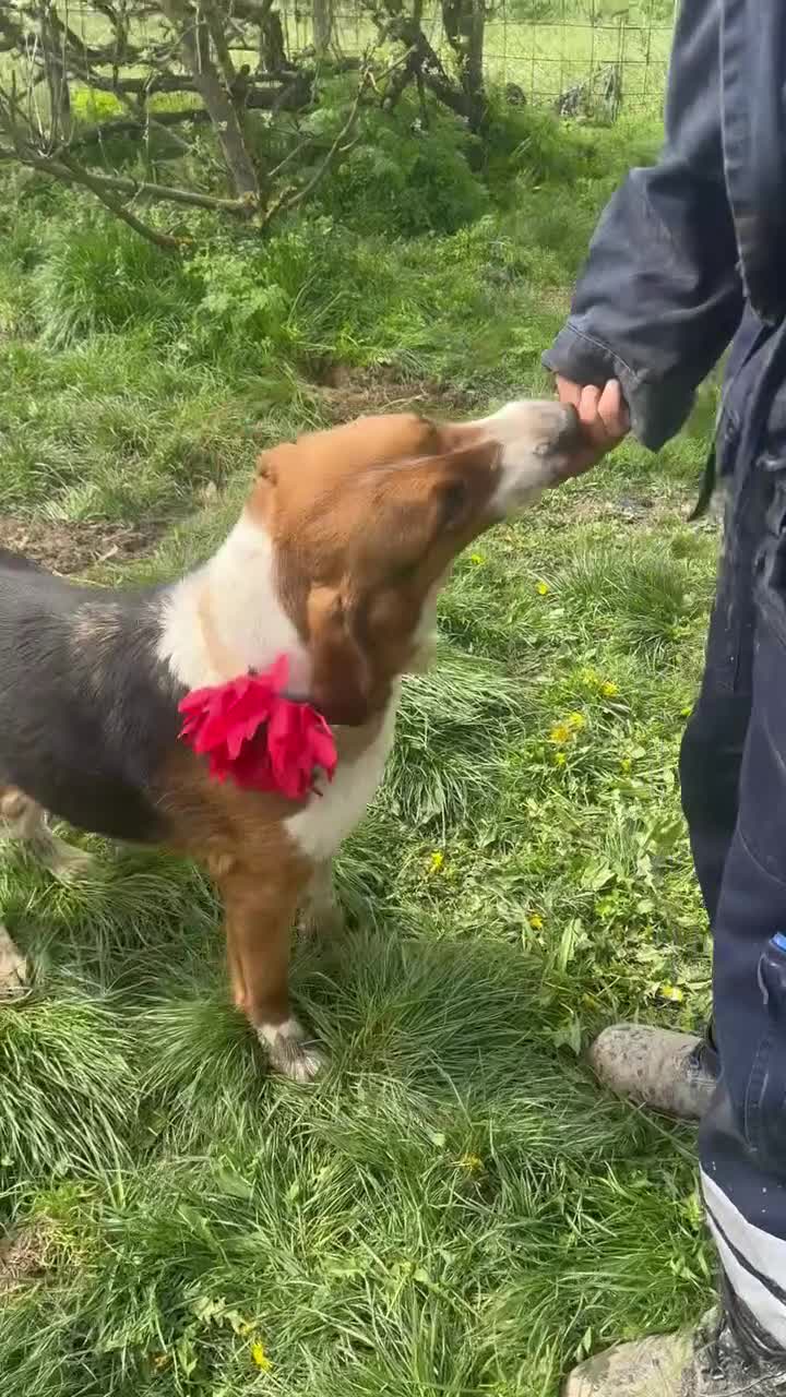 Mixed Breed dogs for sale: ❤️ ADOPT TIGER LILI–PERFECTION WRAPPED IN FUR 🐾❤️ - Video 1