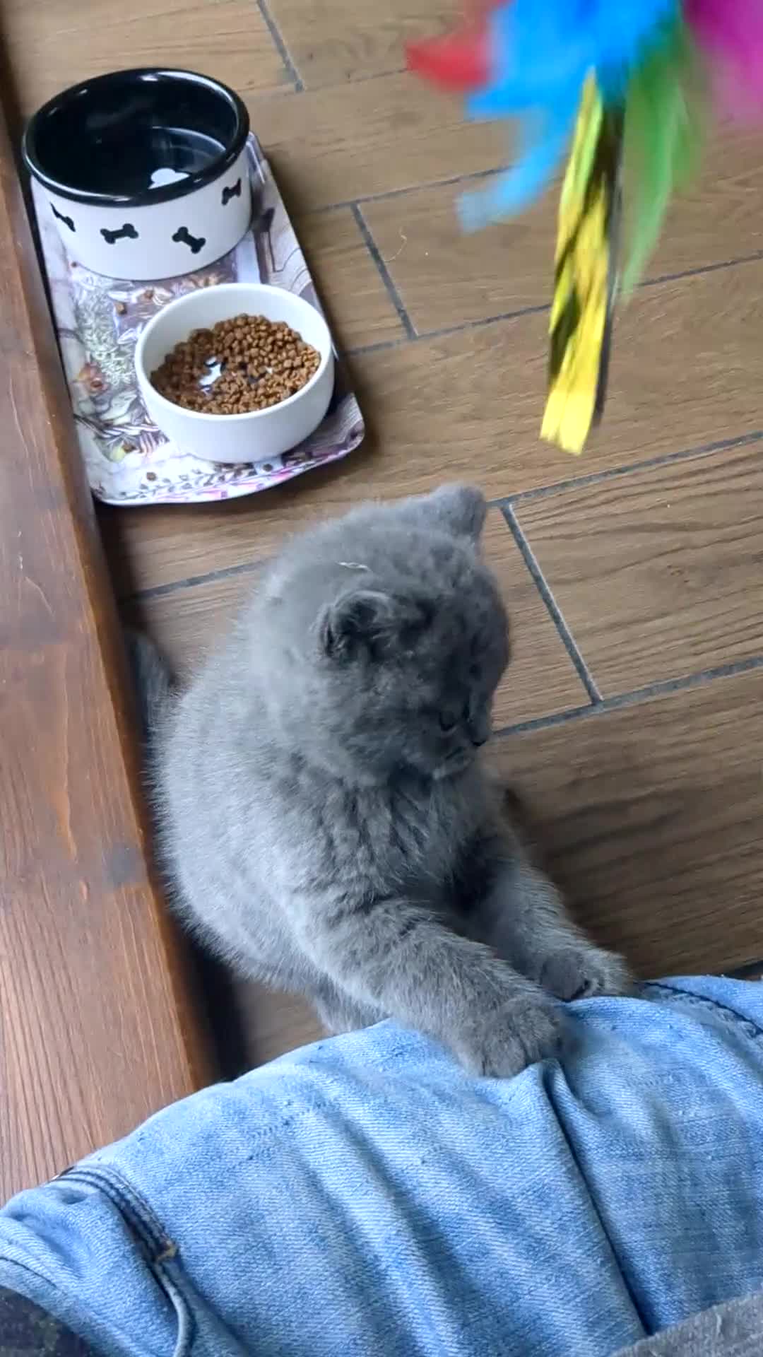 Scottish Fold cats for sale: Beautiful pedigree Scottish Straight kittens  - Video 1