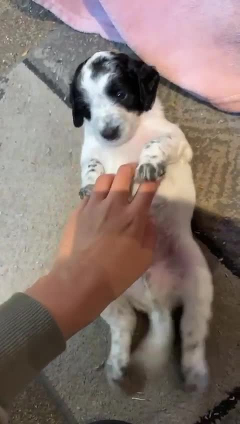Cockapoo dogs for sale: 7 beautiful cockatoo puppies  - Video 2