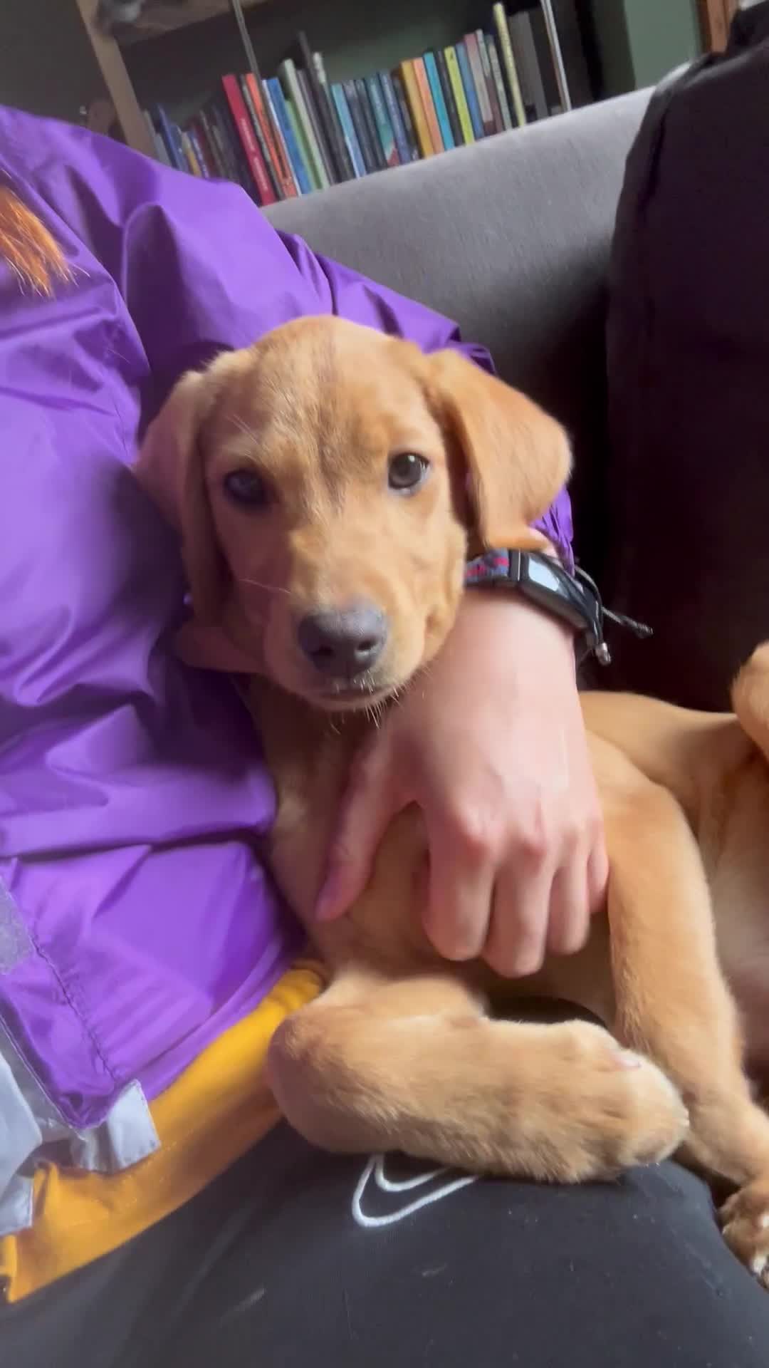 Labrador Retriever dogs for sale: Trained Labrador for sale  - Video 2