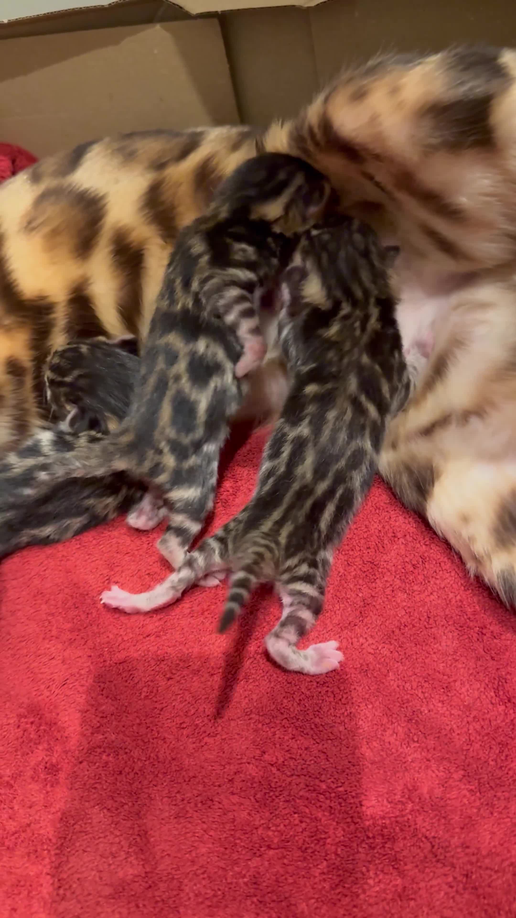 Bengal cats for sale: Bengal kitten £200 - Video 3