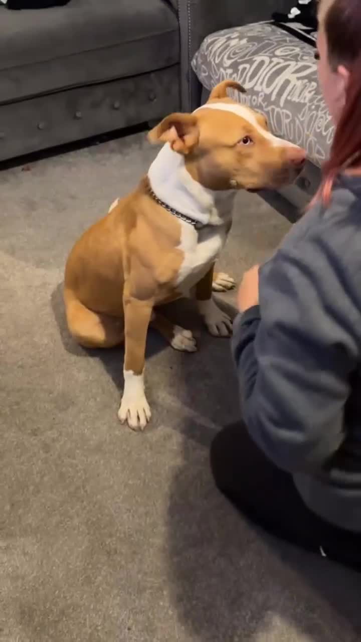 Mixed Breed dogs for sale: 10 month old American bulldog cross mastiff  - Video 2