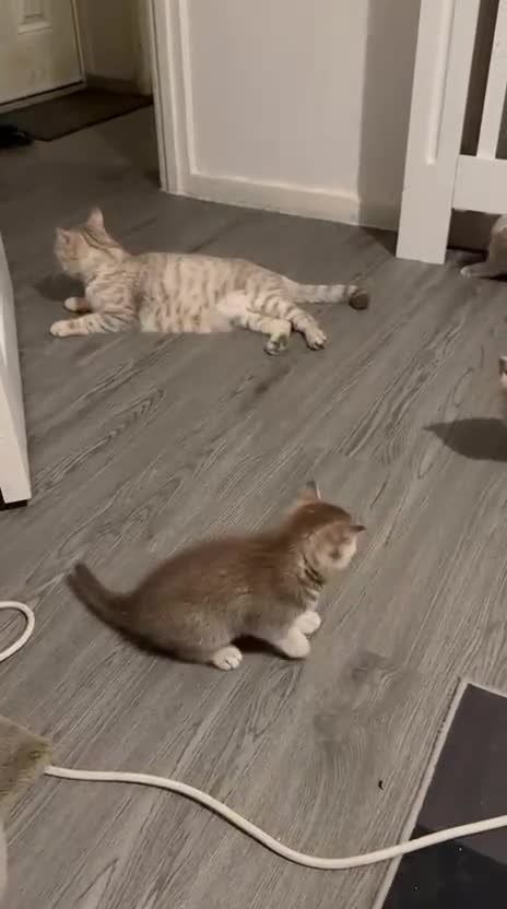 British Shorthair cats for sale: Amazing BSH kittens. READY TO GO!!! - Video 2