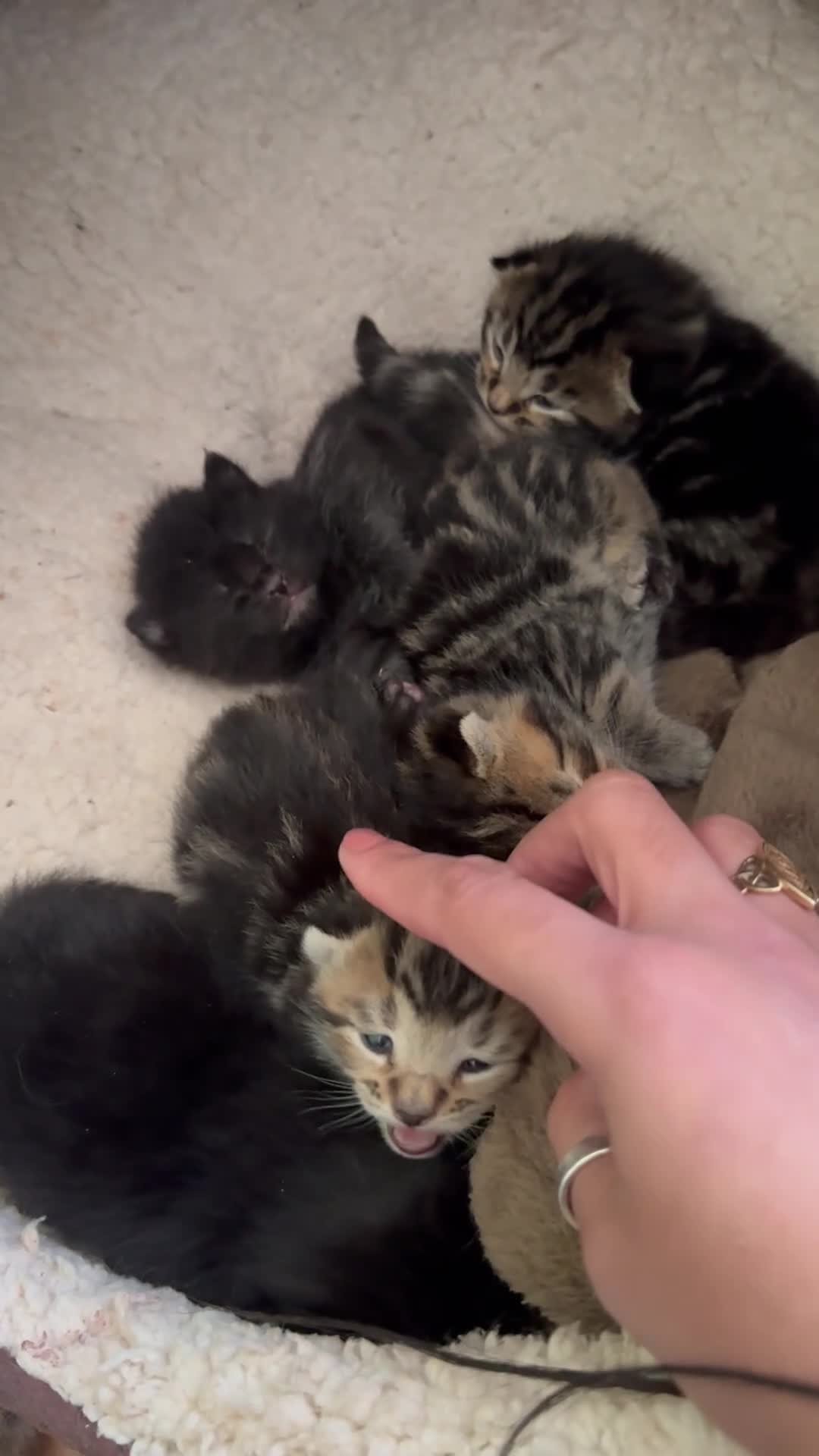 Mixed Breed cats for sale: 1/4 Maine Coon Kittens - Tabby & Black - Video 2