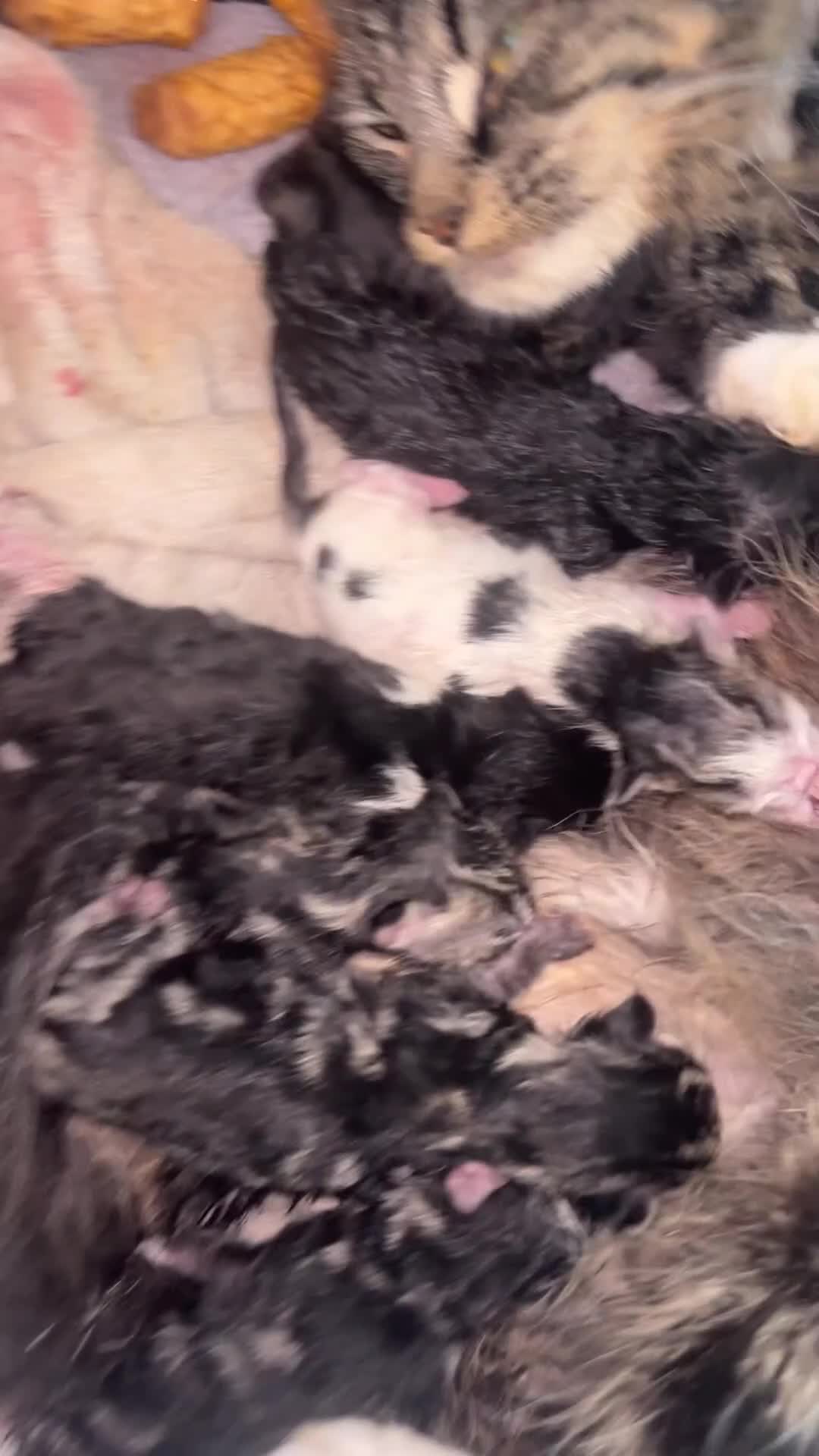 Mixed Breed cats for sale: Mainecoon mixed kittens.  - Video 2