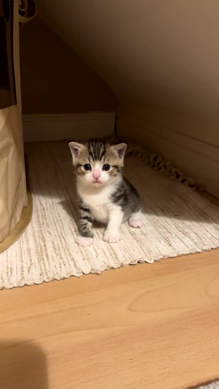 Domestic Shorthair cats for sale: 4 kittens  - Video 1