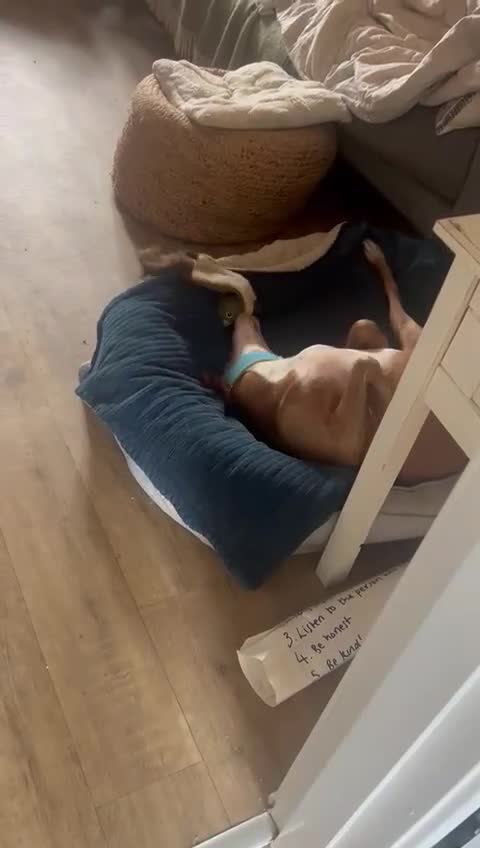 Ibizan Hound dogs for adoption: Kiara - a sweet low energy girl - Video 1