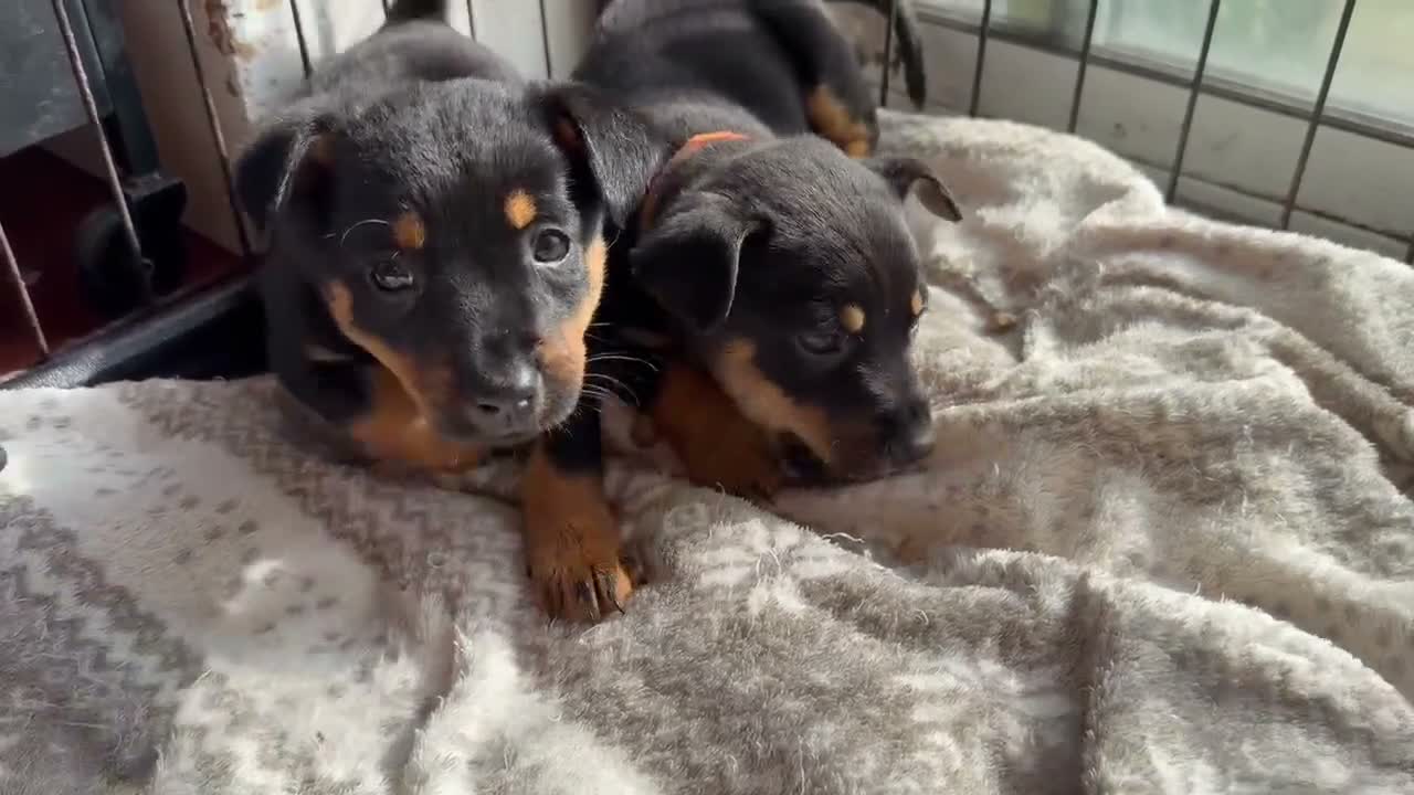 Lancashire Heeler dogs for sale: KC Lancashire Heeler Puppy’s  - Video 1