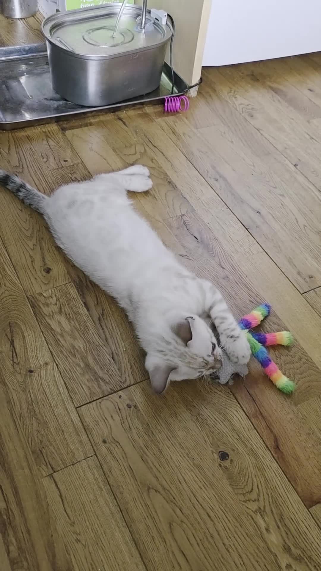Bengal cats for sale: SNOW LYNX BENGAL KITTENS  - Video 1