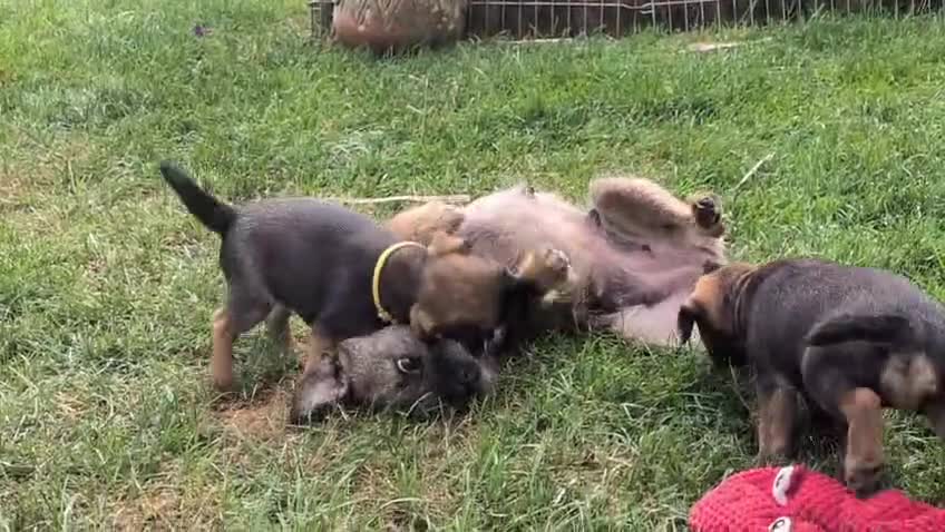 Border Terrier dogs for sale: Border Terrier Puppies - Video 1