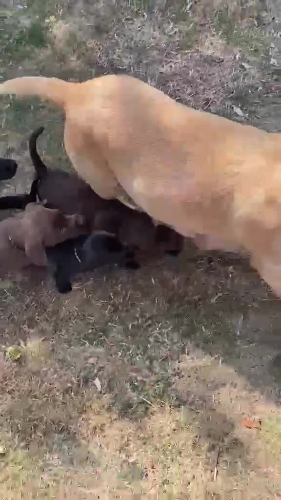 Labrador Retriever dogs for sale: Beautiful Chunky Labrador Puppies  - Video 1